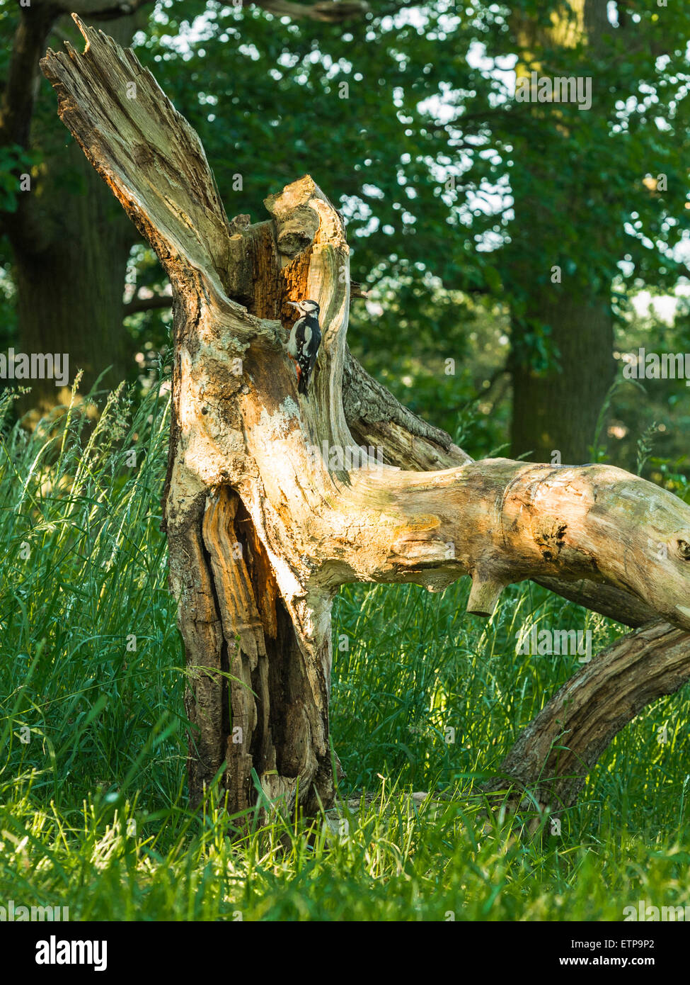 British Wildlife, Picchio rosso maggiore rovistando nel bosco naturale impostazione. Foto Stock