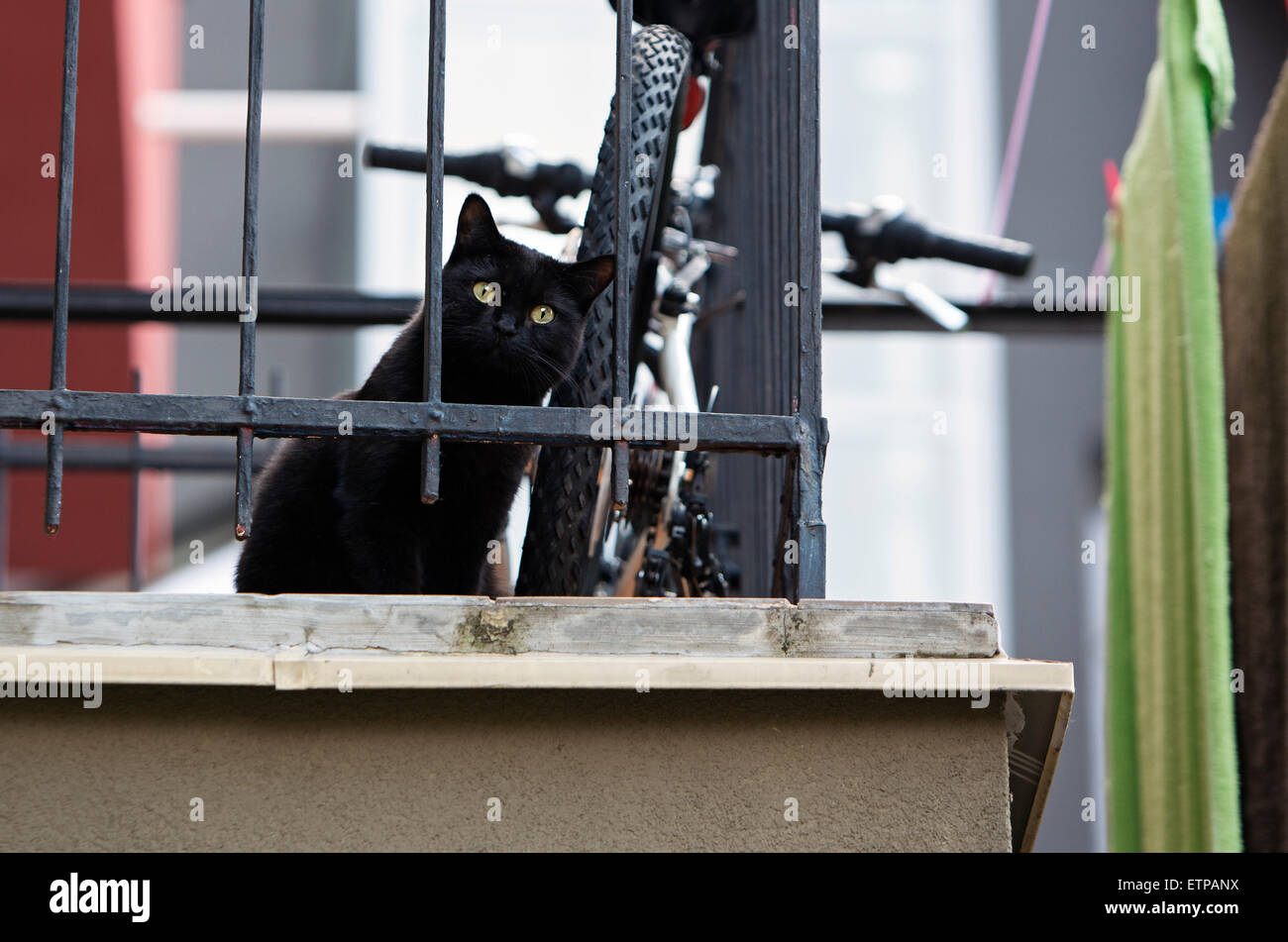 Cattura il gatto nero seduti sul balcone Foto Stock