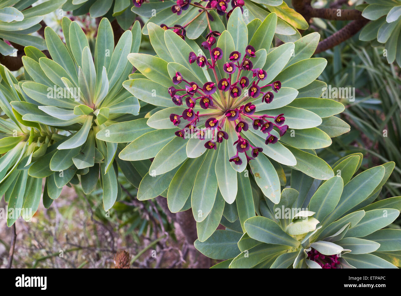 Euphorbia atropurpurea (viola-fioritura tabaiba) in fiore sulla parete del Barranco de Fanabe, Tenerife Foto Stock