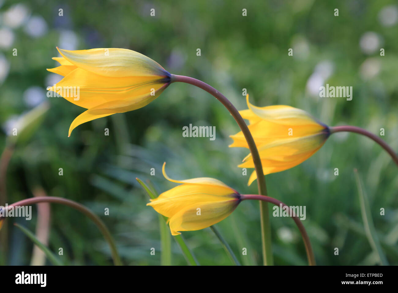 Tulipano selvatico, Tulipa sylvestris Foto Stock