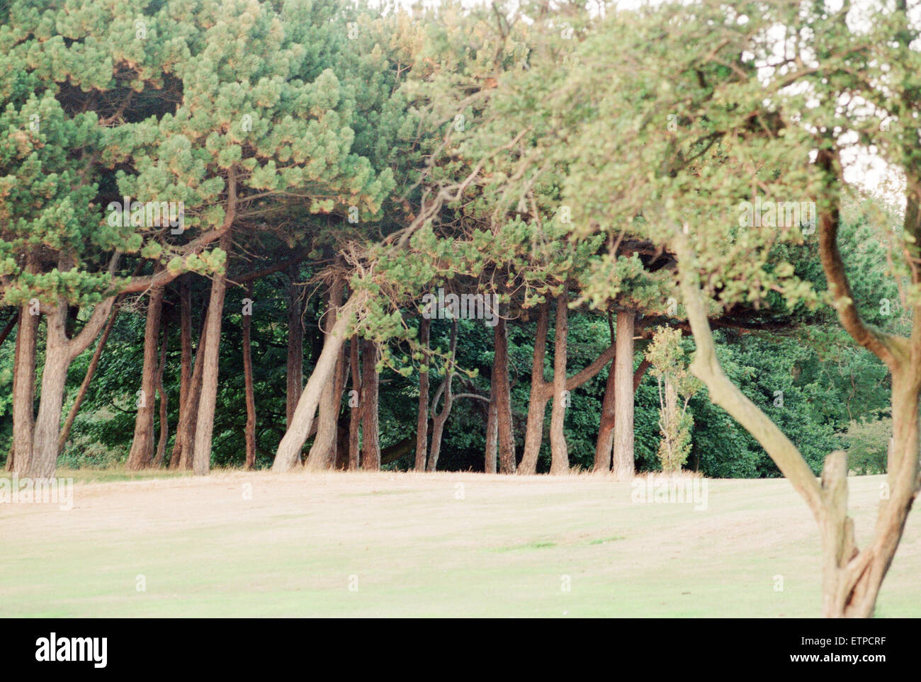 Bordo di legno, Sefton Park, a sud di Liverpool, 1 settembre 1994. Foto Stock