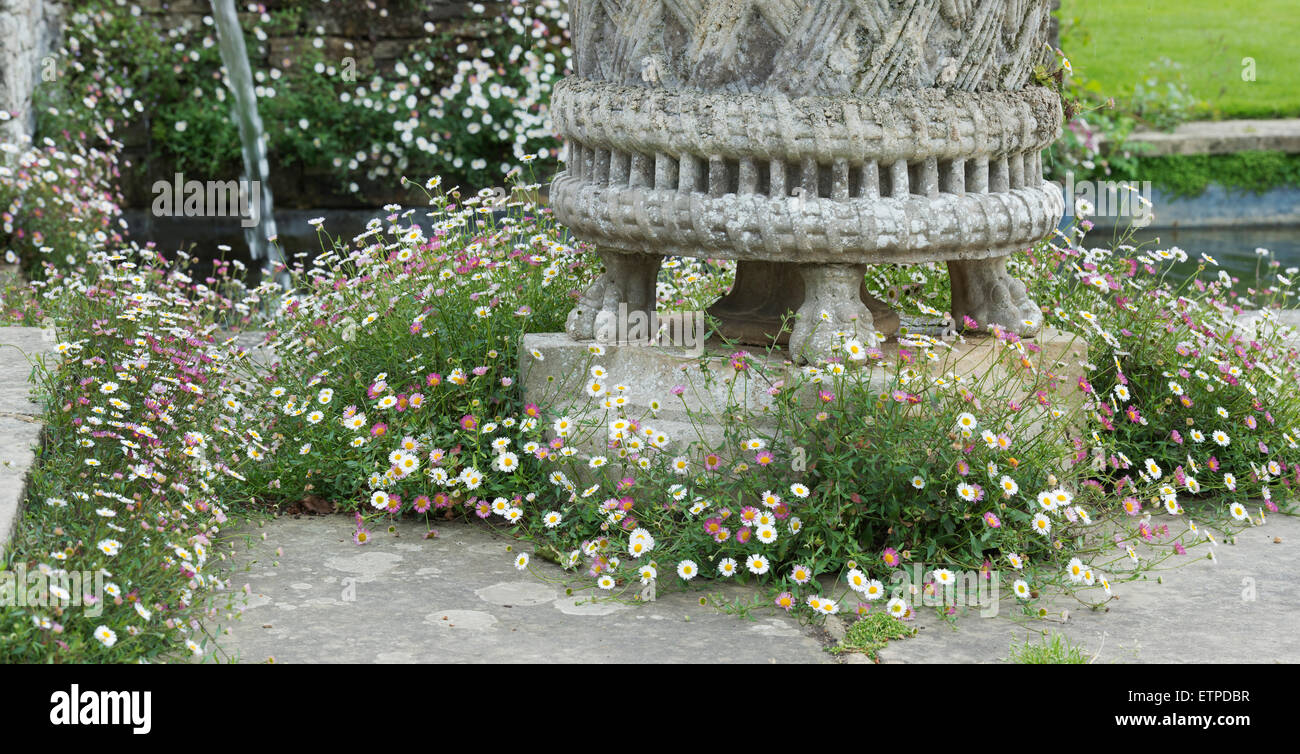 Erigeron karvinskianus. Daisy Fleabane fiori intorno a un urna ornamentale ad RHS Wisley Gardens, Surrey, Inghilterra Foto Stock