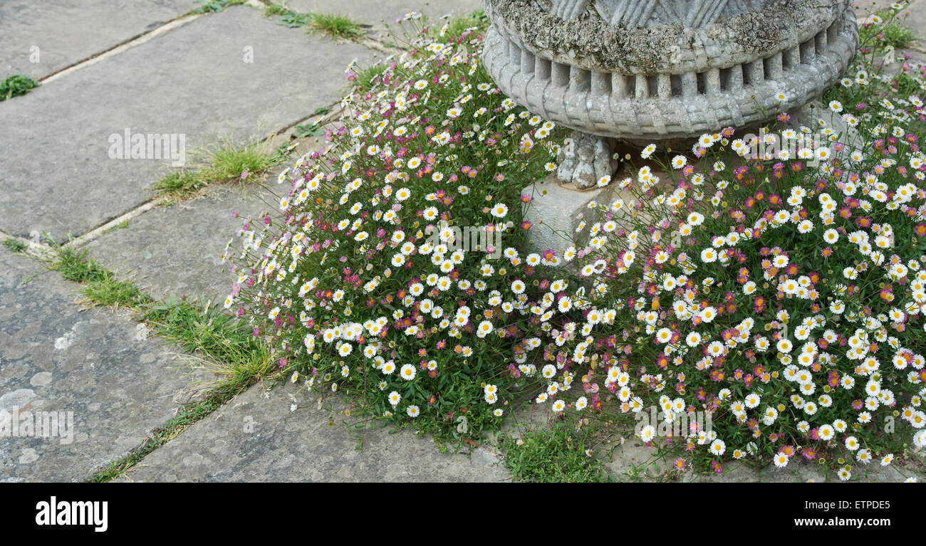 Erigeron karvinskianus. Daisy Fleabane fiori intorno a un urna ornamentale ad RHS Wisley Gardens, Surrey, Inghilterra Foto Stock