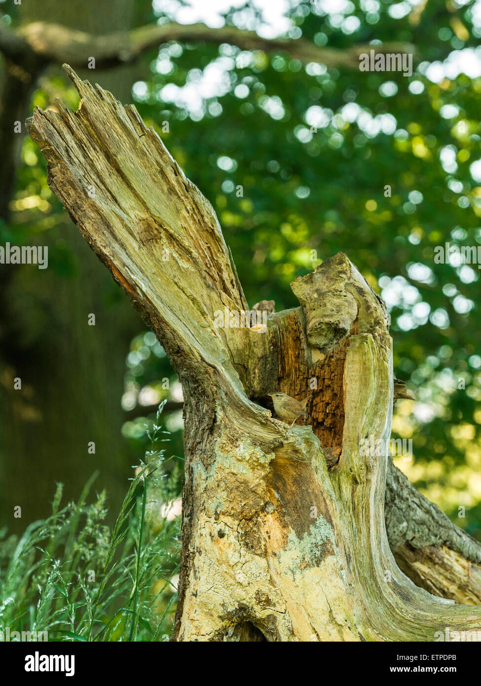 British Wildlife, Wren (Troglodytidae) rovistando nel bosco naturale impostazione. Foto Stock