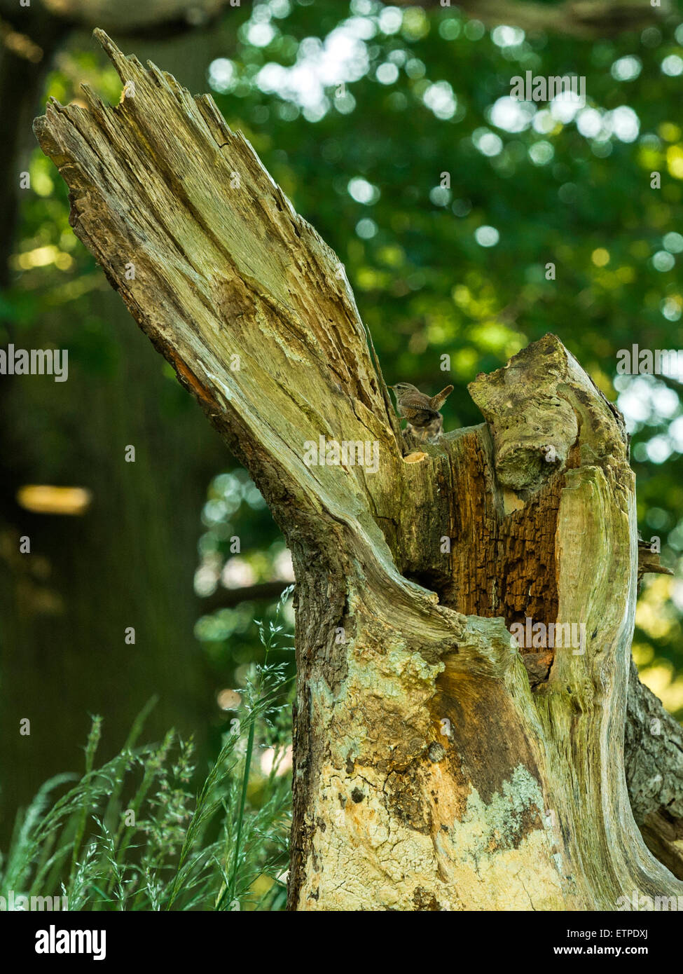 British Wildlife, Wren (Troglodytidae) rovistando nel bosco naturale impostazione. Foto Stock