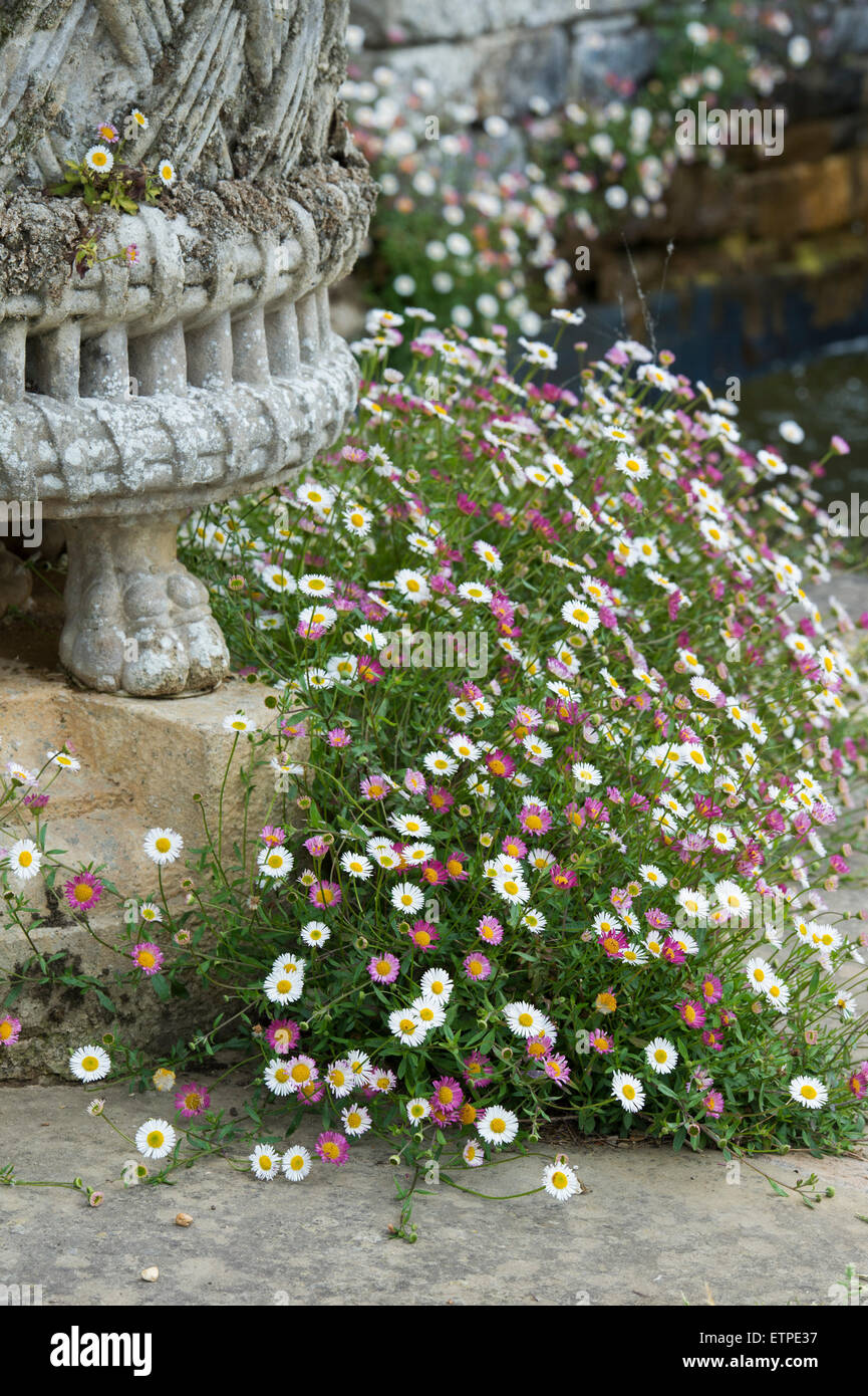 Erigeron karvinskianus. Daisy Fleabane fiori intorno a un urna ornamentale ad RHS Wisley Gardens, Surrey, Inghilterra Foto Stock