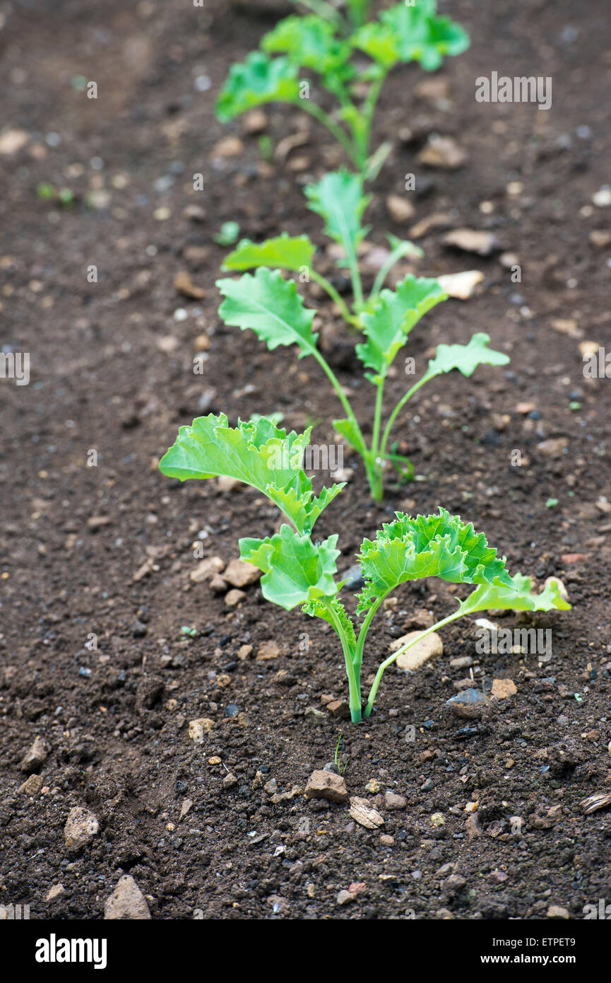 Brassica oleracea. Giovani piante di cavolo riccio in un orto Foto Stock