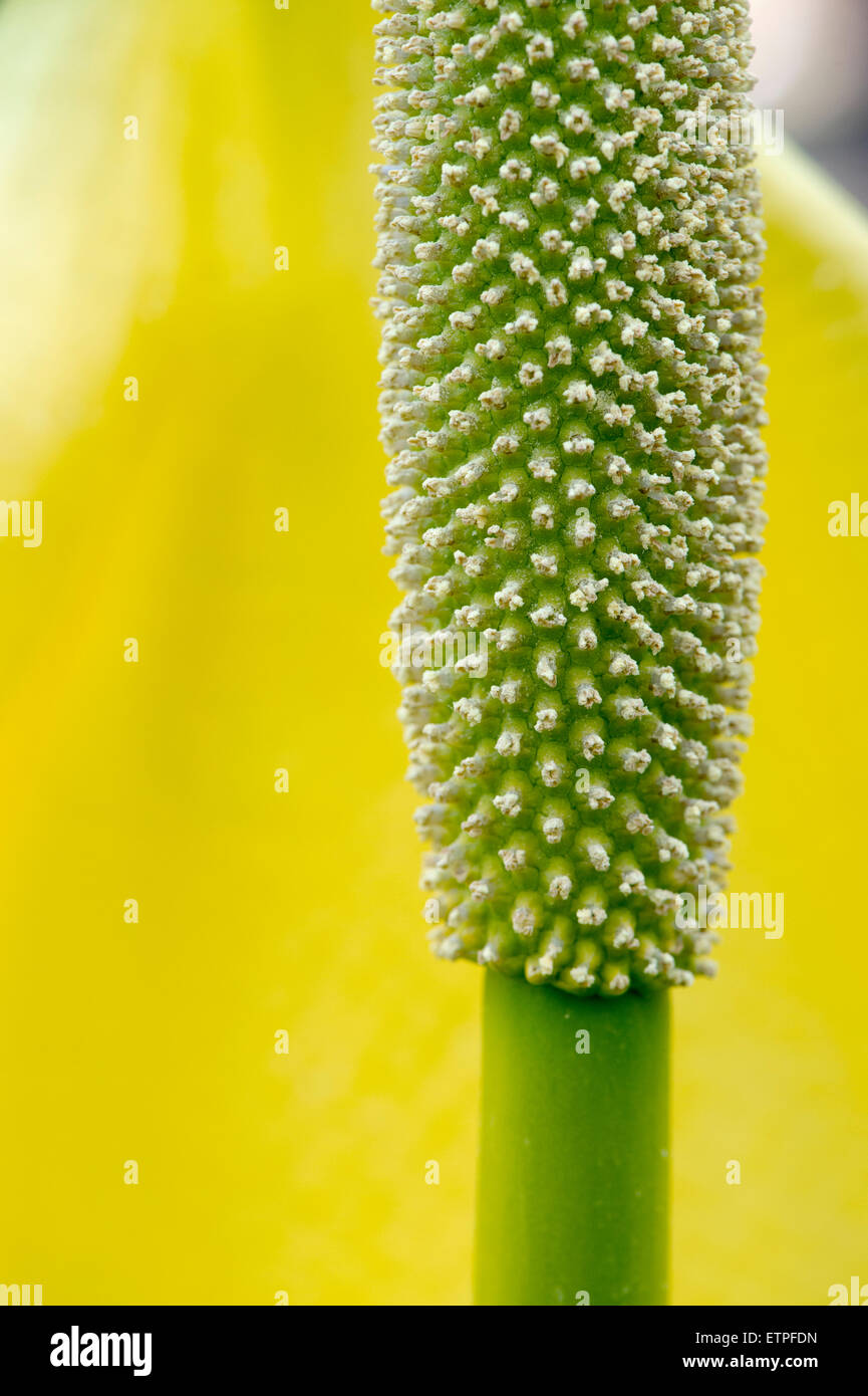 Lysichiton americanus. Giallo Skunk cavolo vicino a un bosco scozzese in primavera. Scozia Foto Stock