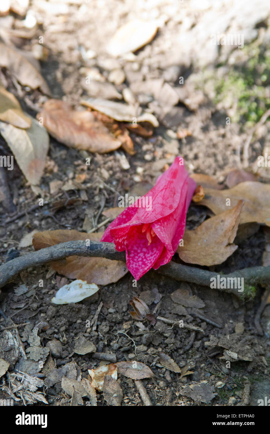 Fiore del fiore nazionale Copihue sul suolo della foresta, Caburgua, Cile Foto Stock