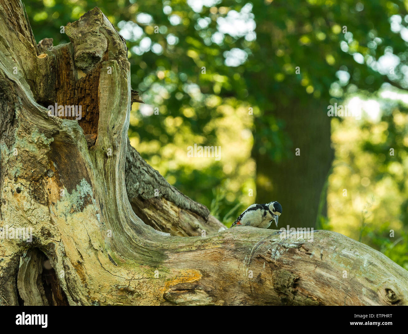 British Wildlife, Picchio rosso maggiore rovistando nel bosco naturale impostazione. Foto Stock