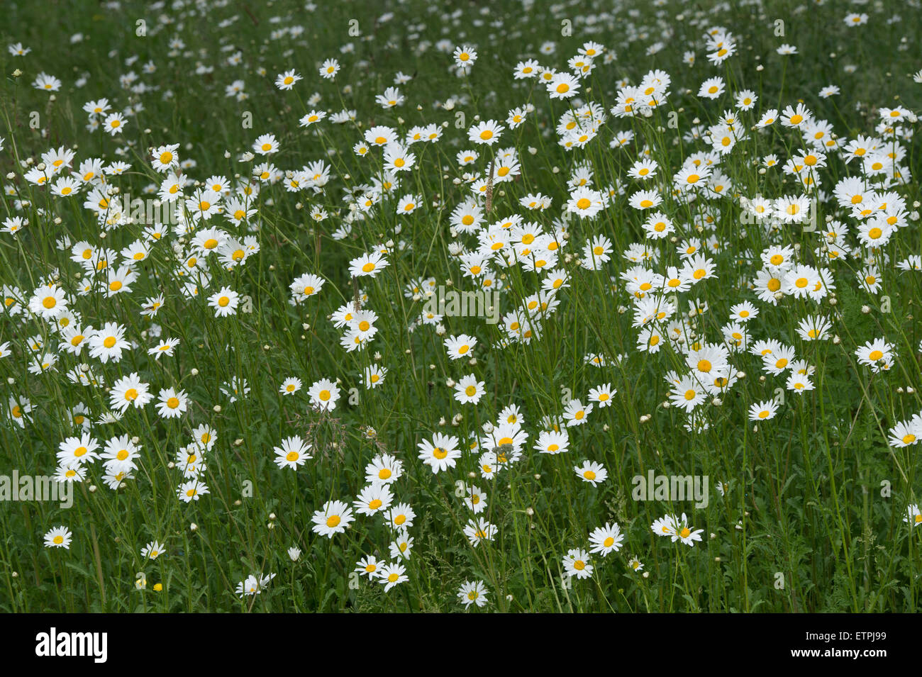 Oxeye Daisy fiori in un campo arabile margine in Cotswolds. Inghilterra Foto Stock