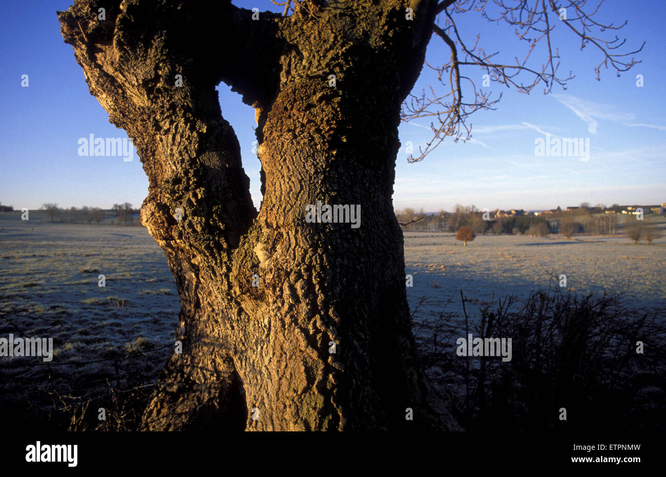 BEL, Belgio, Eastbelgium, albero e campi nei pressi Astenet. BEL, Belgien, Ostbelgien, Baum und Felder bei Astenet. Foto Stock