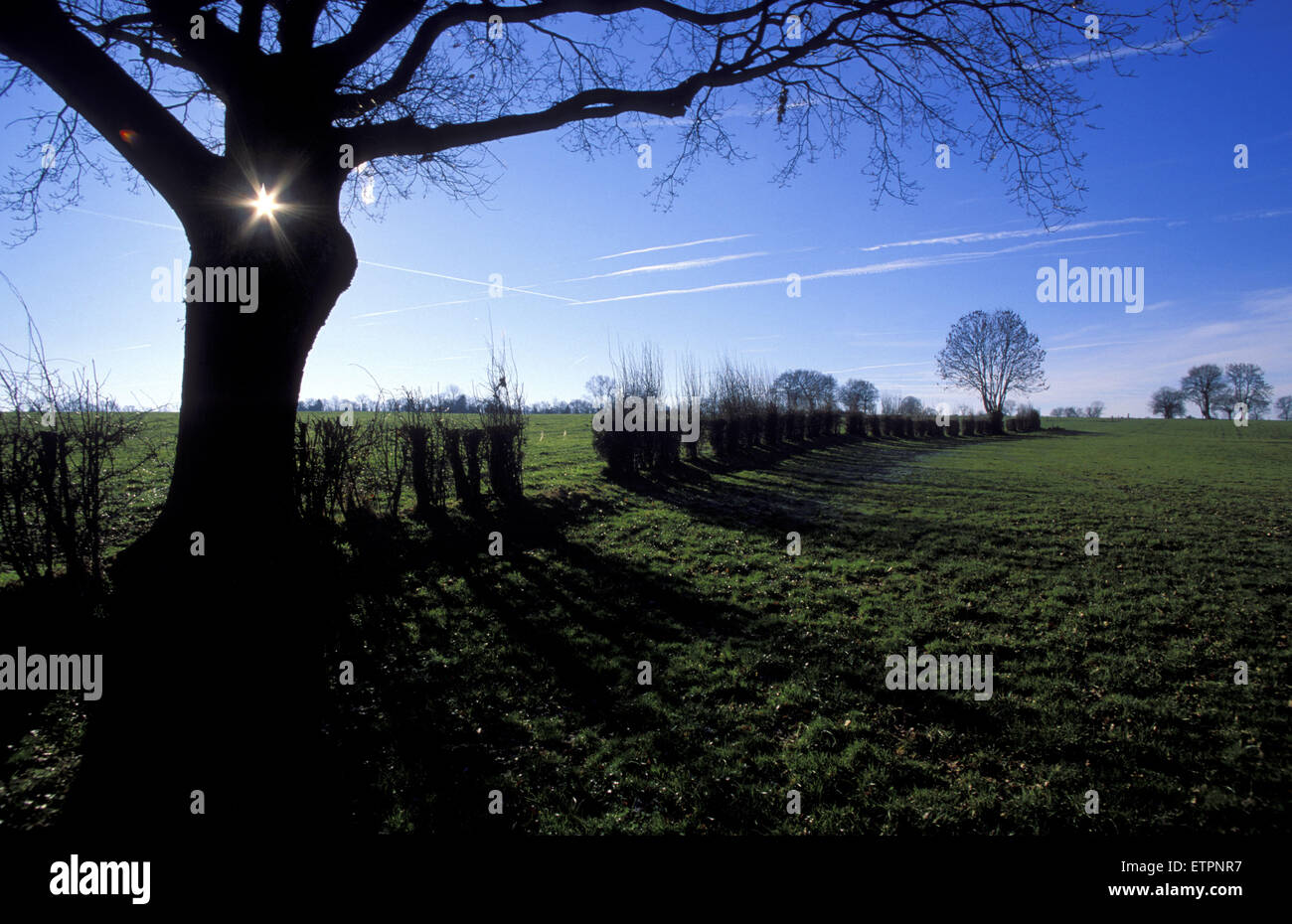 BEL, Belgio, Eastbelgium, albero e campi nei pressi Walhorn. BEL, Belgien, Ostbelgien, Baum und Felder bei Walhorn. Foto Stock
