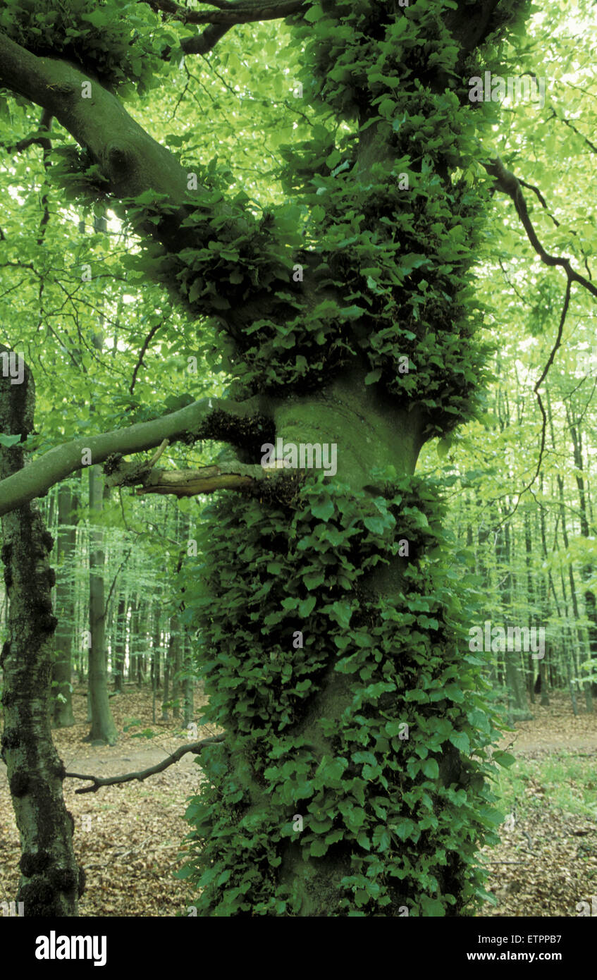 BEL, Belgio, Eastbelgium, albero nella foresta di Hauset vicino a Raeren. BEL, Belgien, Ostbelgien, Baum im Wald bei Hauset nahe Rae Foto Stock