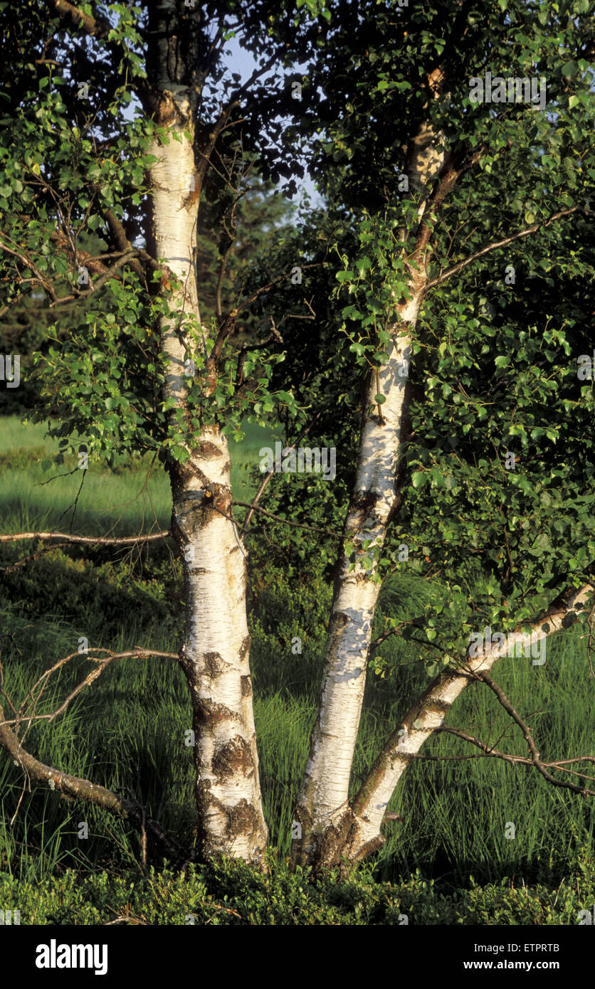 BEL, Belgio, Hautes Fagnes, Hohes Venn, roverella (Betulla lat. Betula pubescens). BEL, Belgien, Hohes Venn, Moorbirken (lat. Betula Foto Stock