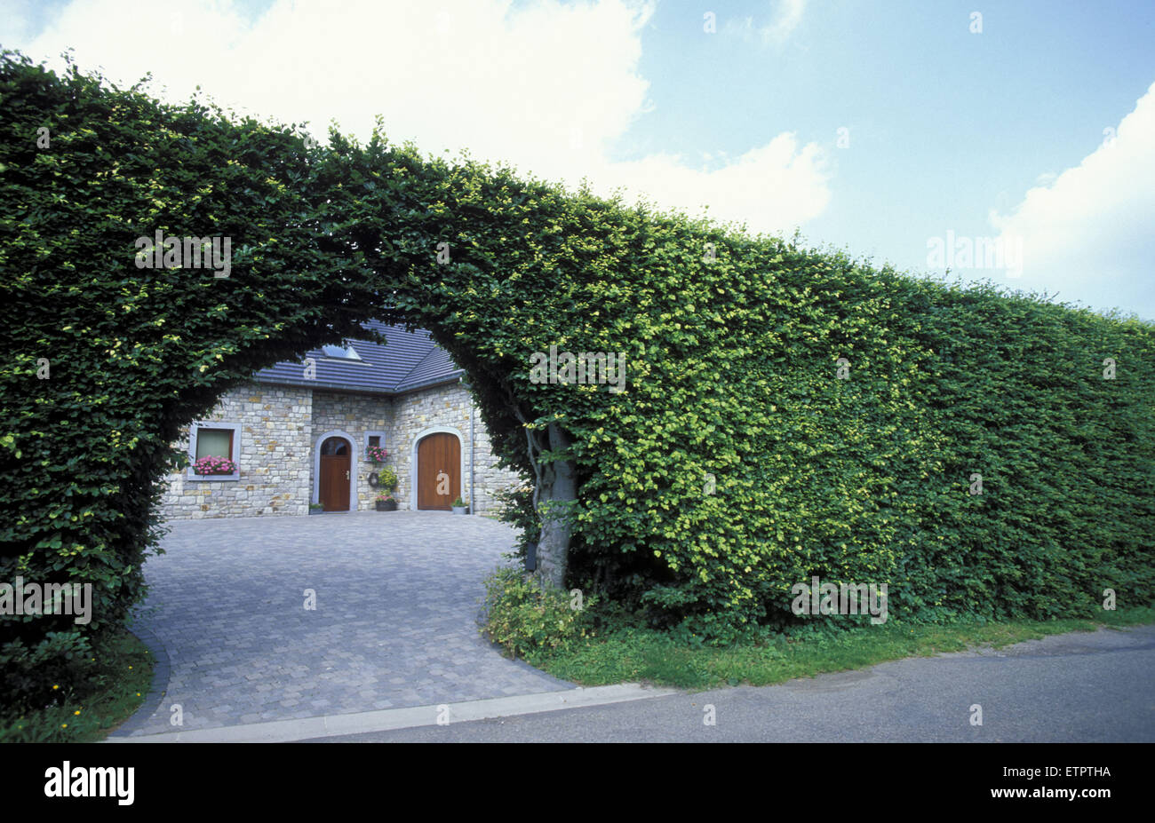 BEL, Belgio, Eastbelgium, Xhoffraix, il villaggio di siepi. <il faggio alte siepi di proteggere le case contro la forte wi Foto Stock