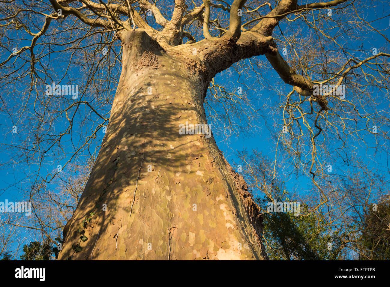 London Plane Tree (Platanus x hispanica) all'inizio della primavera, Peterborough, Cambridgeshire, Inghilterra Foto Stock