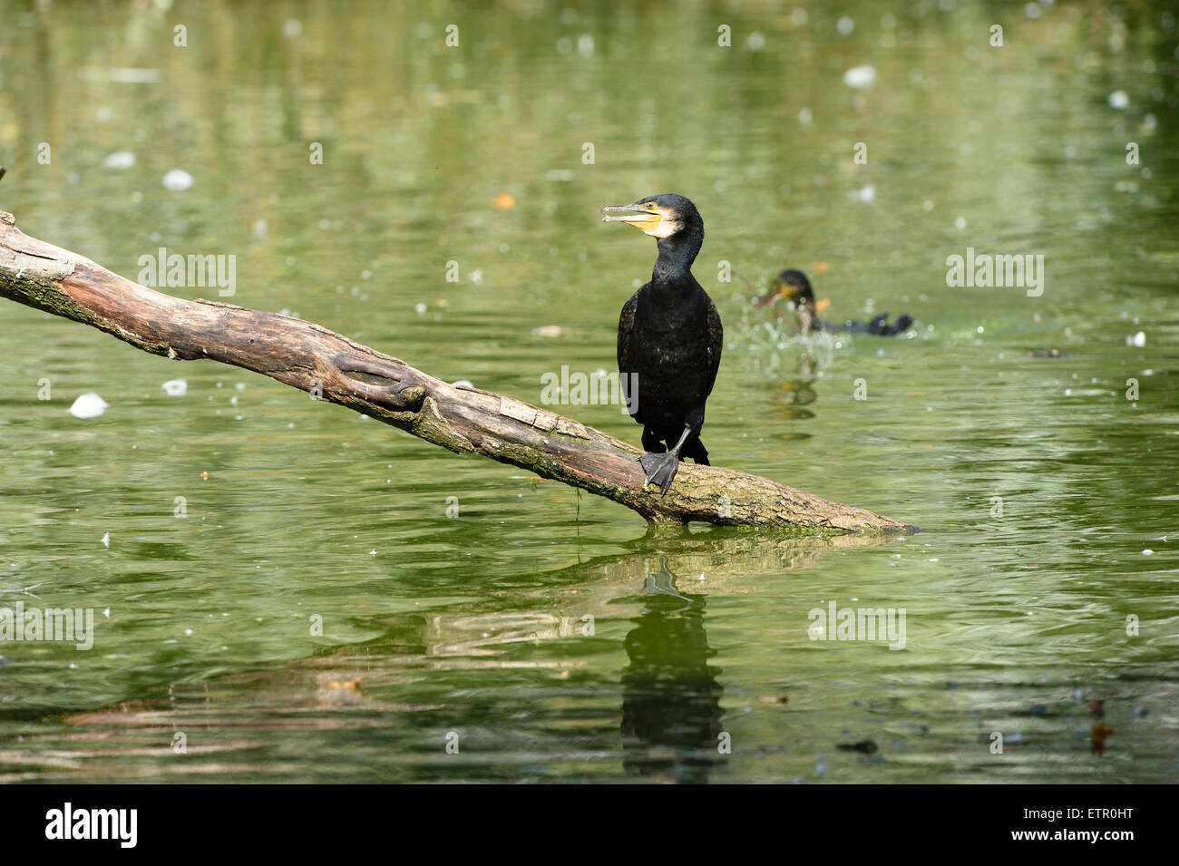 , Cormorano Phalacrocorax carbo, tronco, seduta, frontale Foto Stock , Cormorano Phalacrocorax carbo, tronco, seduta, frontale Foto Stock