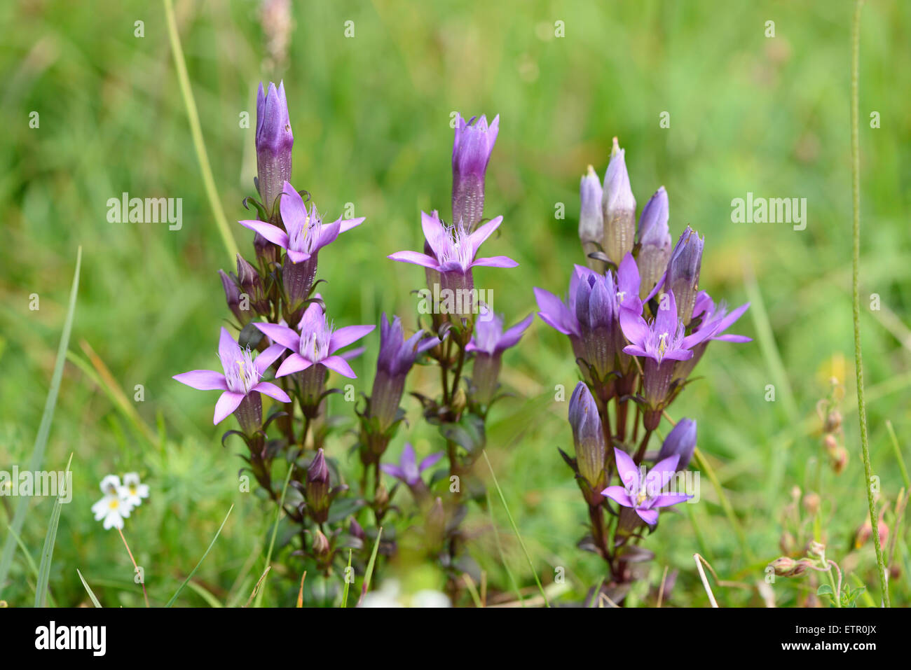 Chiltern genziana, Gentianella germanica, fioriture, Foto Stock