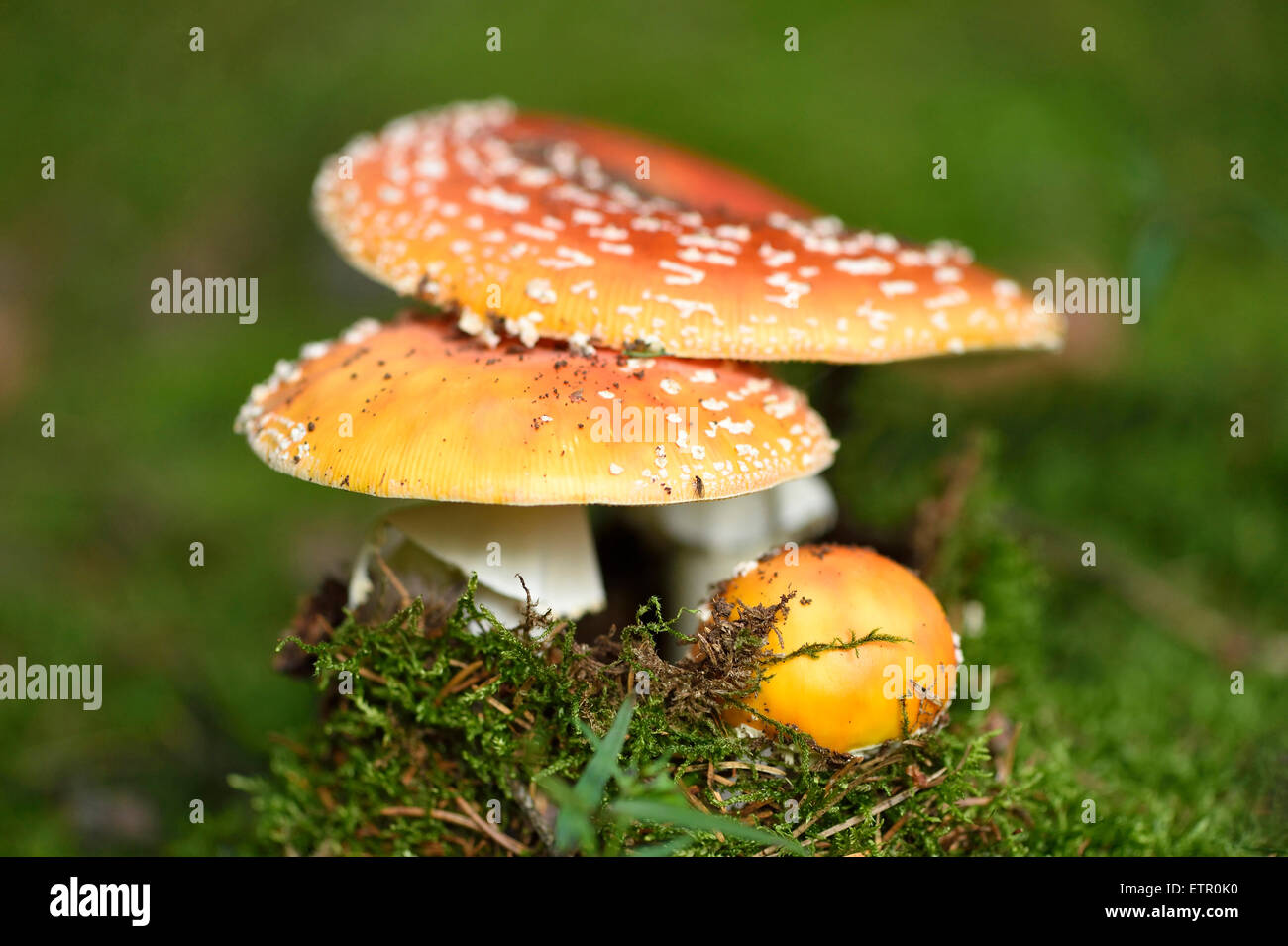 Toadstool, amanita muscaria, fungo, corpo fruttifero Foto Stock