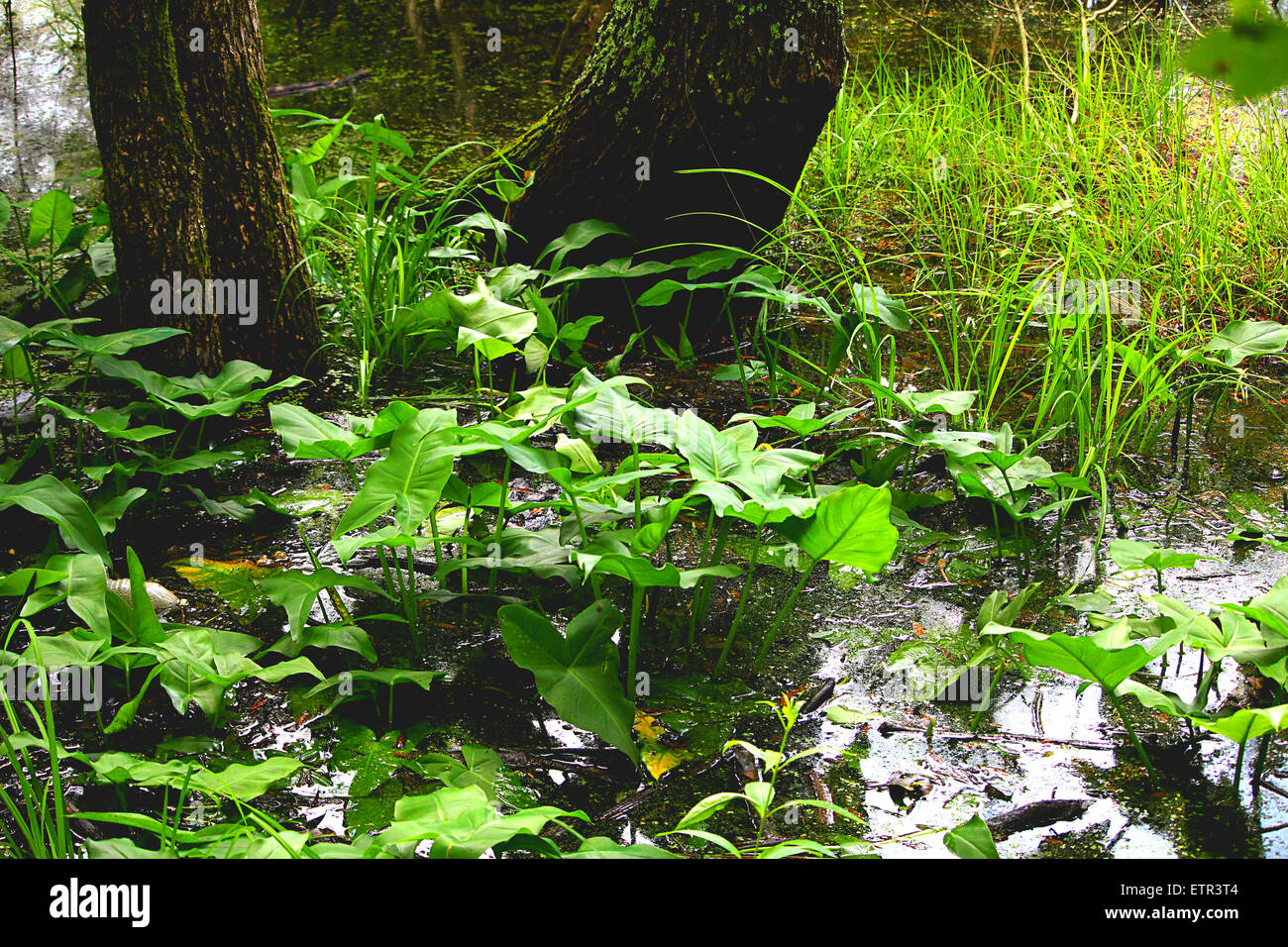 La vita della pianta che cresce lungo le rive di un lago nel sud della Virginia. Foto Stock