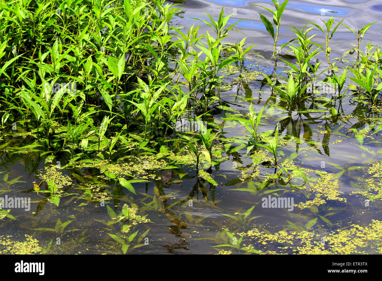 Vegetazione/ vita vegetale in un lago nel sud della Virginia. Foto Stock