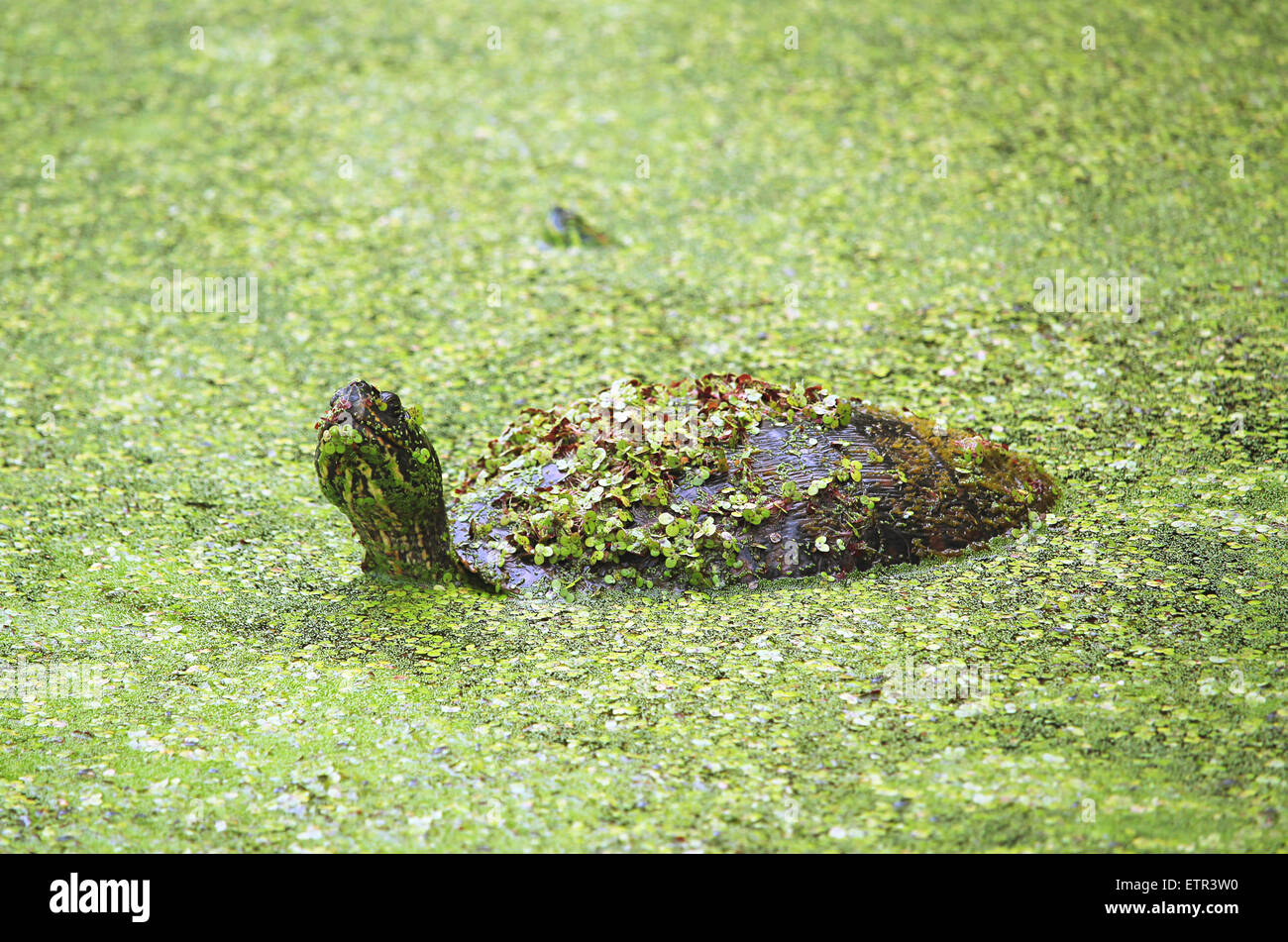 La tartaruga a nuotare in acqua SWAMP. Foto Stock