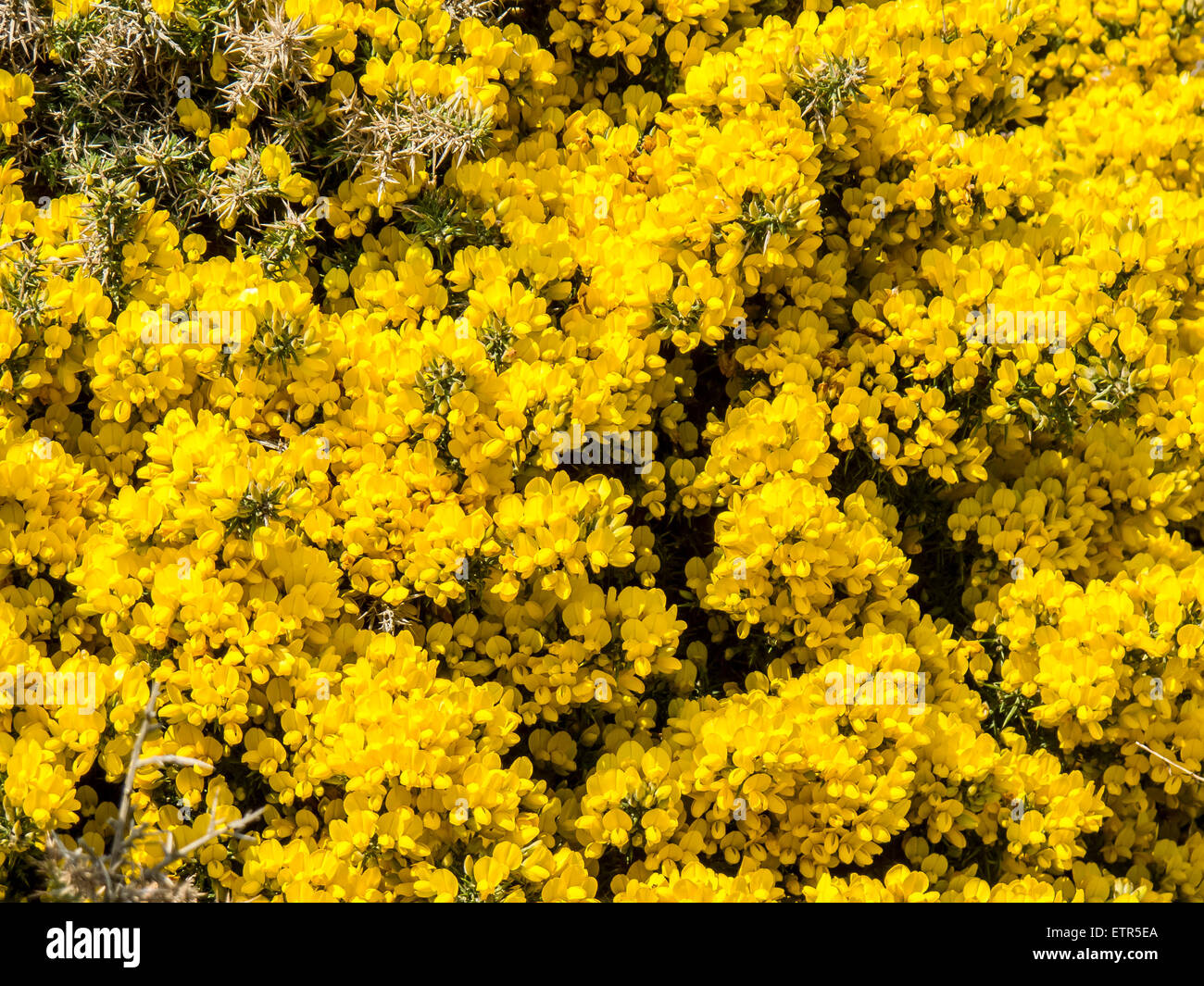 Vista ravvicinata di colore giallo brillante ginestre, Ulex Europaeus, crescente sulla vite senza fine la testa sulla Penisola di Gower, Galles Foto Stock