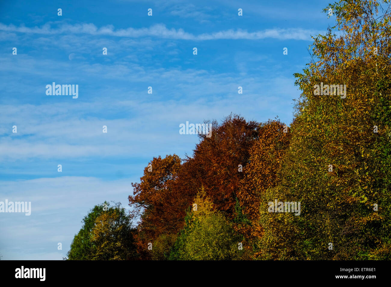 foresta d'autunno Foto Stock