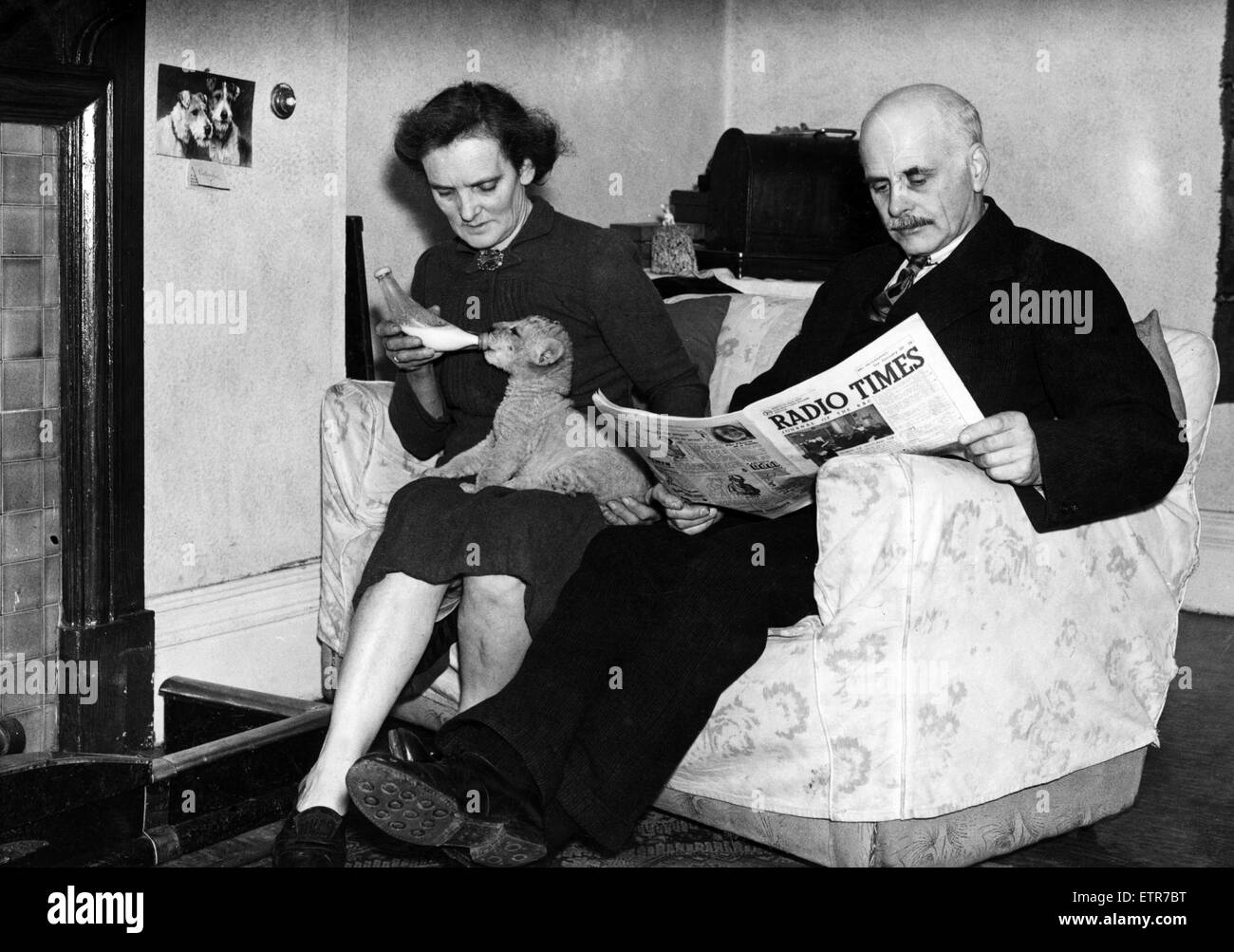 George Mottershead, curatore di Chester Zoo, nella foto a casa con la moglie Elizabeth Mottershead chi sta alimentando un mese orfani old LION CUB, lo Zoo di Chester, 5 febbraio 1946. Foto Stock