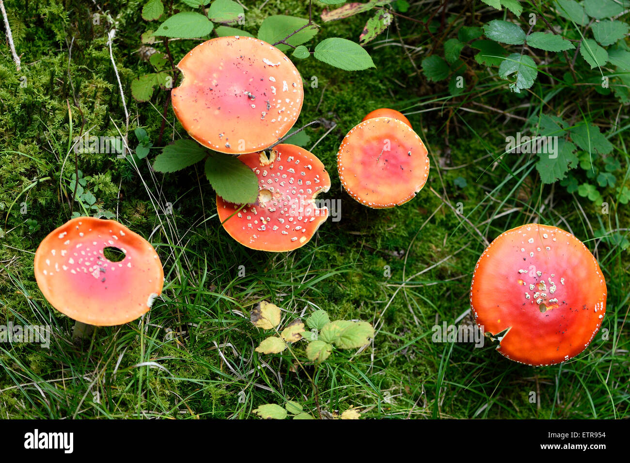 Toadstool, amanita muscaria, fungo, corpo fruttifero Foto Stock