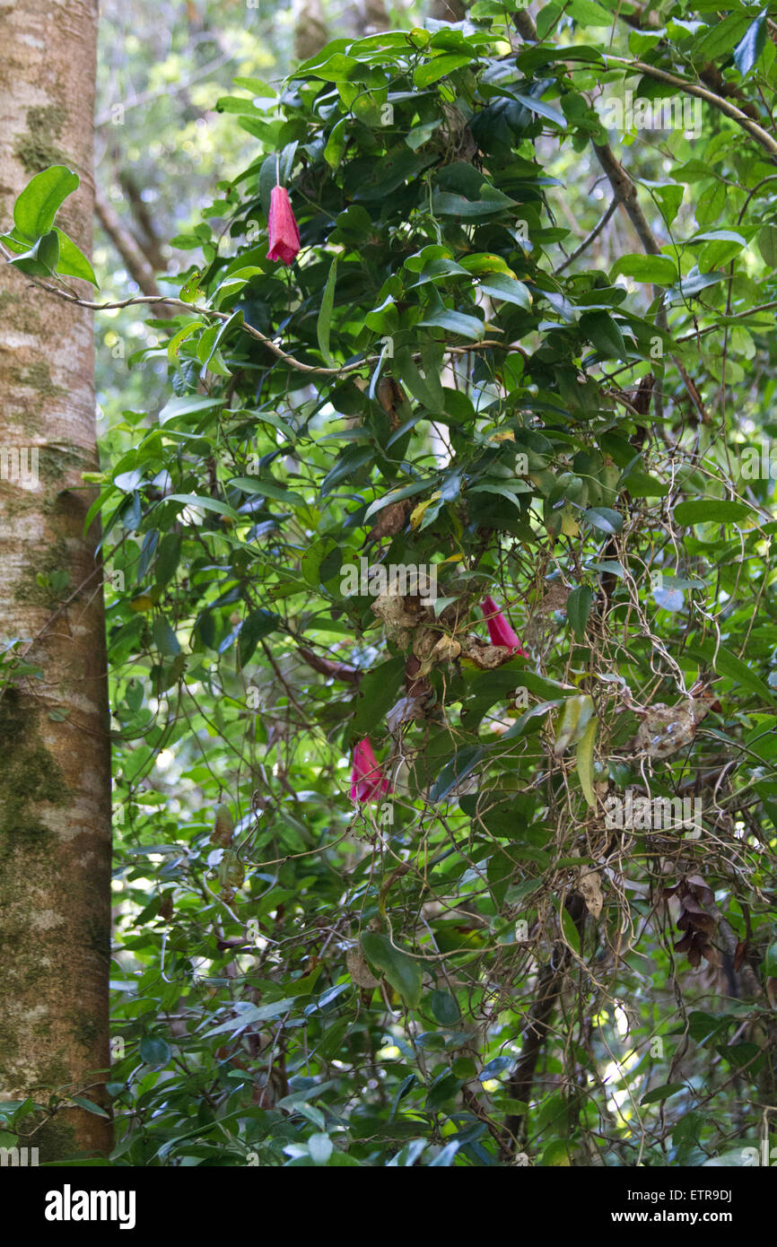 Fiore nazionale "Copihue' in Caburgua, Cile Foto Stock