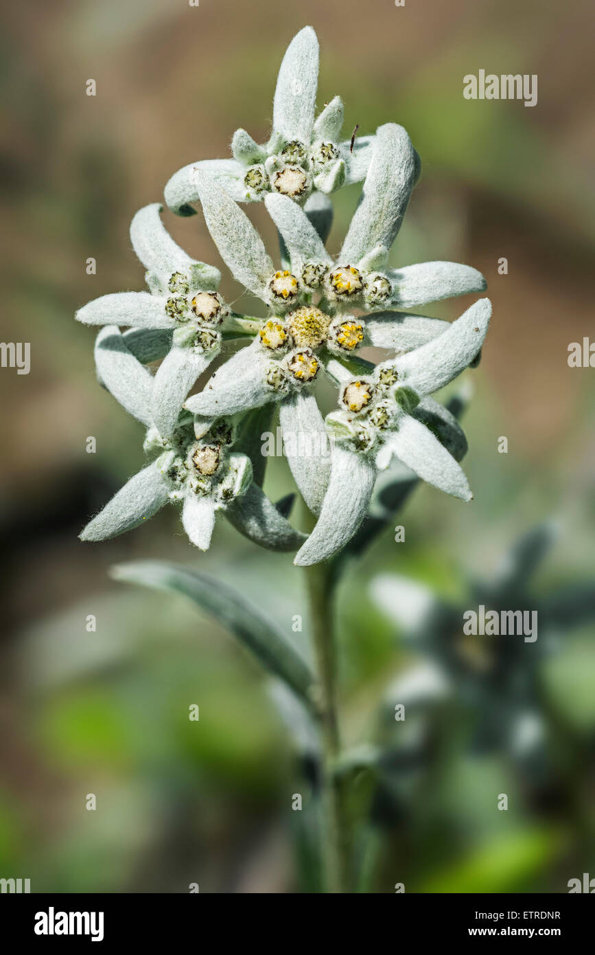 Edelweiss (Leontopodium alpinum) di fiori alpini nelle Alpi Foto Stock