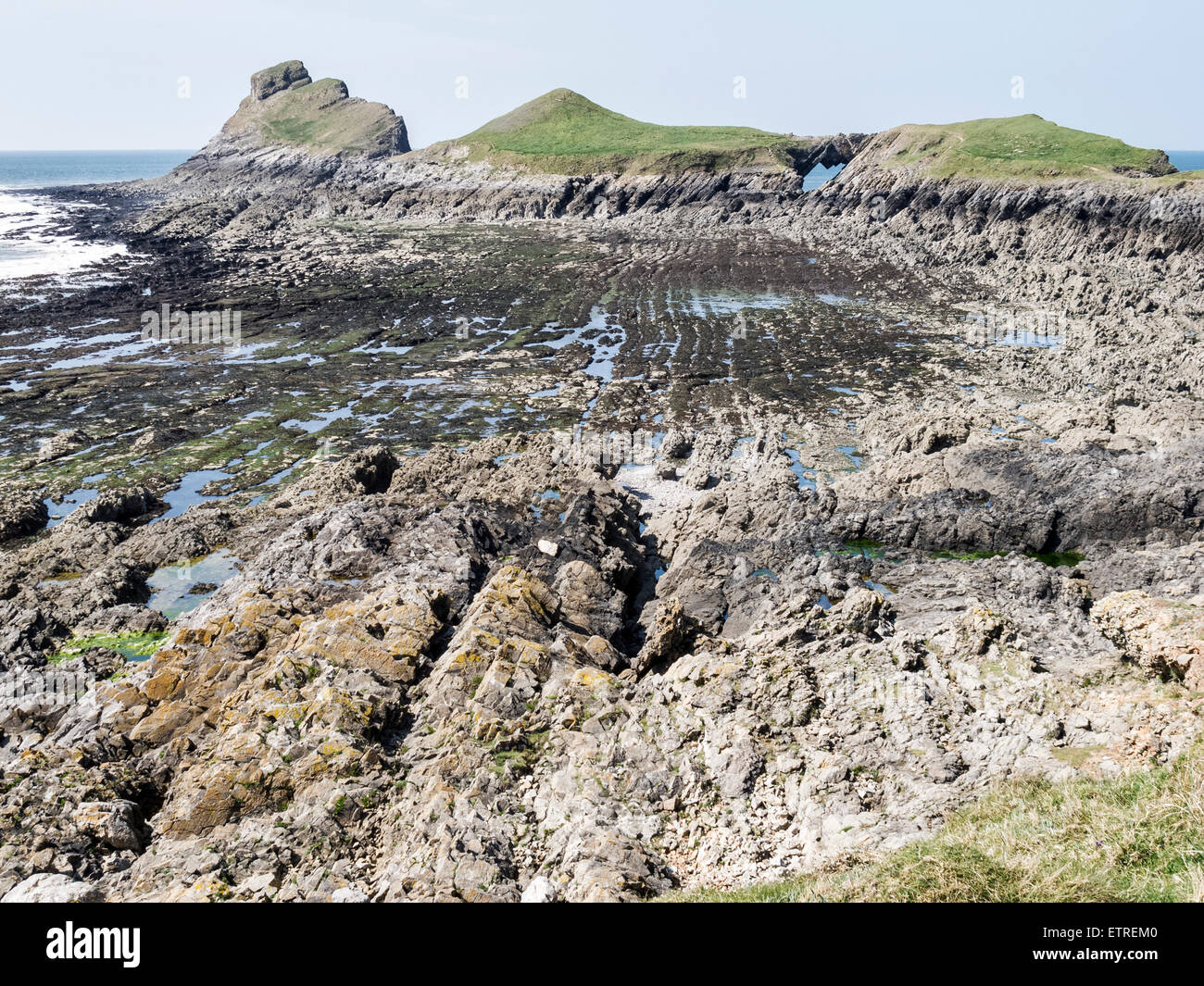 Taglio a onda esposta della piattaforma con la bassa marea sulla vite testa di Gower, Galles Foto Stock