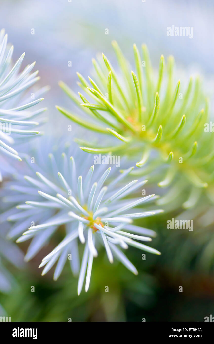 Alberi e piante: due Abete rami insieme, blu e verde, close-up shot, il fuoco selettivo, intenzionale offuscamento artistico Foto Stock