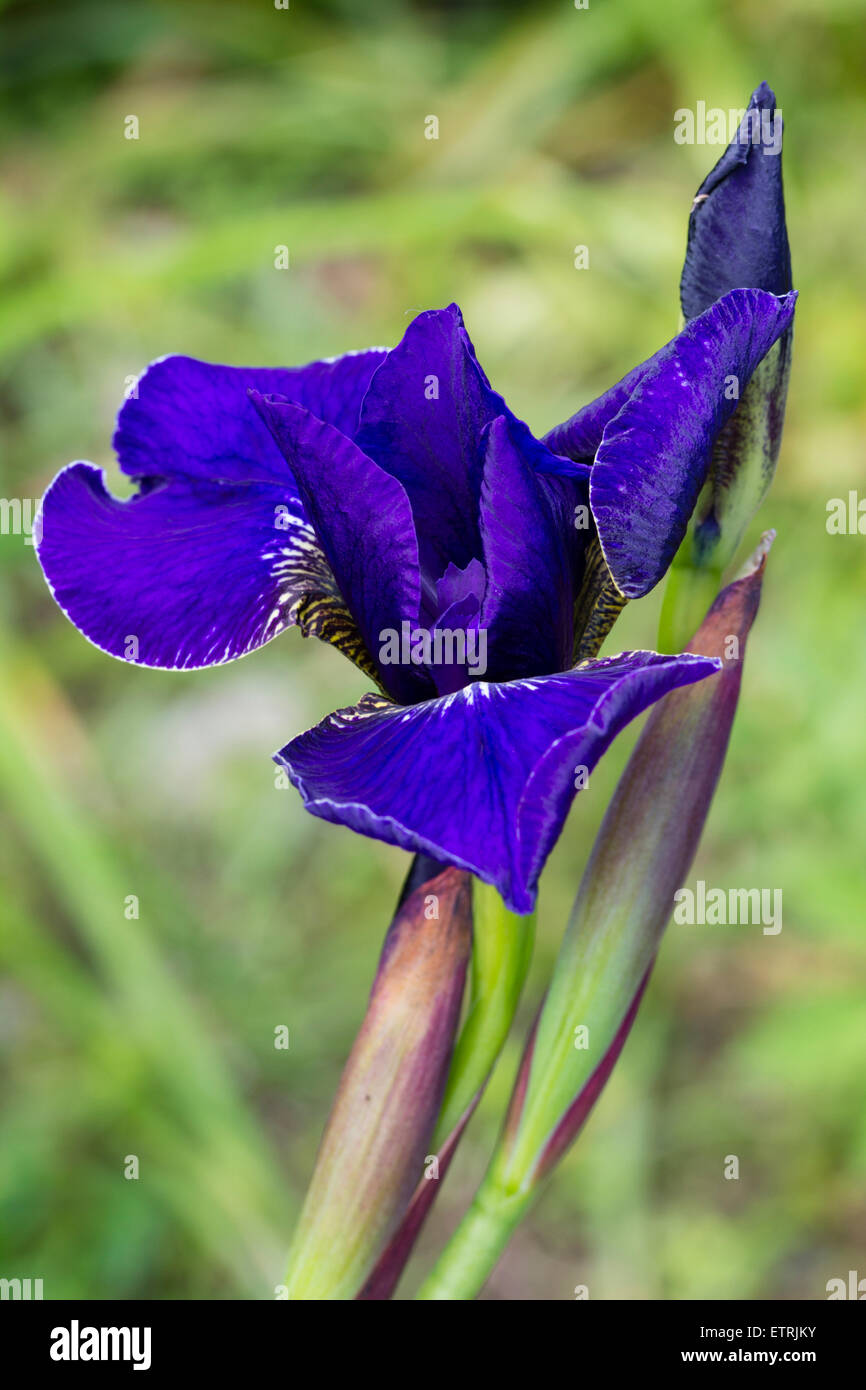 Fiore di dispiegamento della precoce fioritura estiva, Iris sibirica 'Silver Edge" Foto Stock