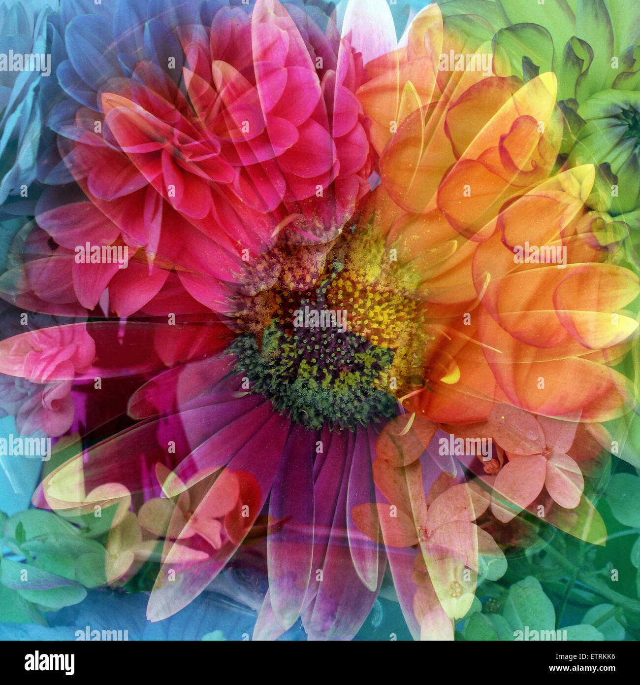 Strato fotografico opera di una grande fioritura in multicolore, Foto Stock