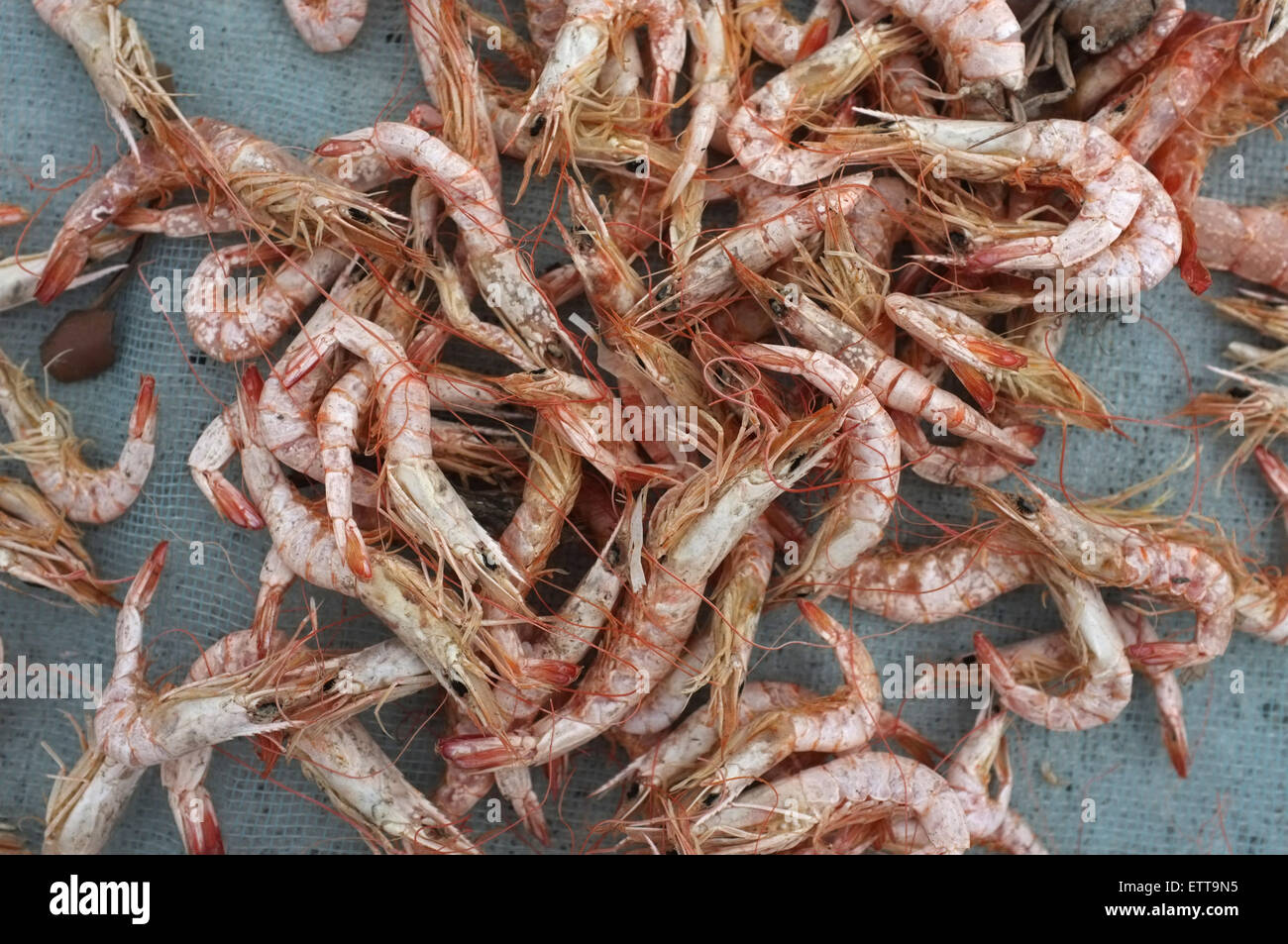 Gamberi secchi, conserve di frutti di mare Foto Stock