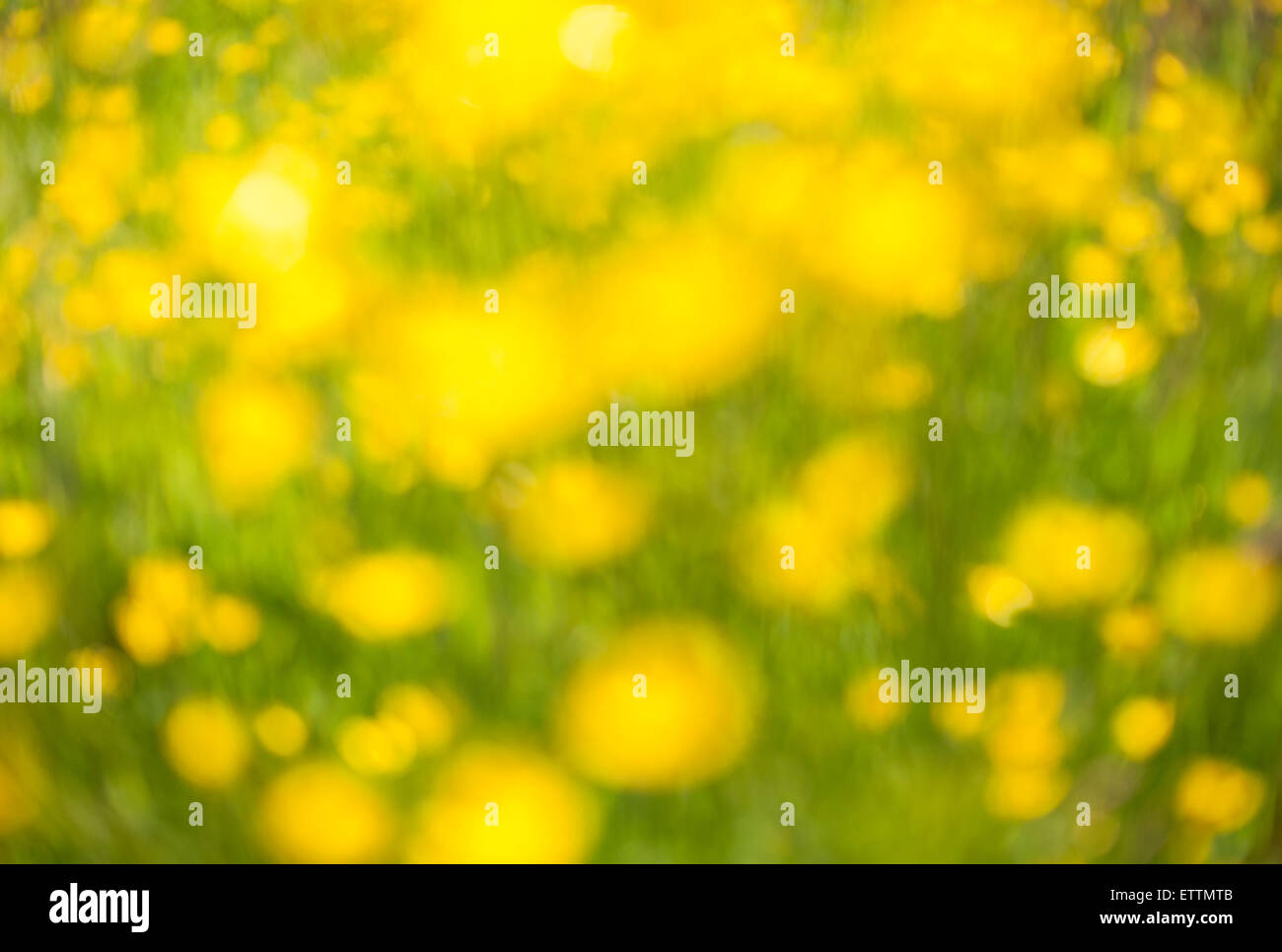 Immagine di sfondo, buttercup campo al di fuori della messa a fuoco Foto Stock