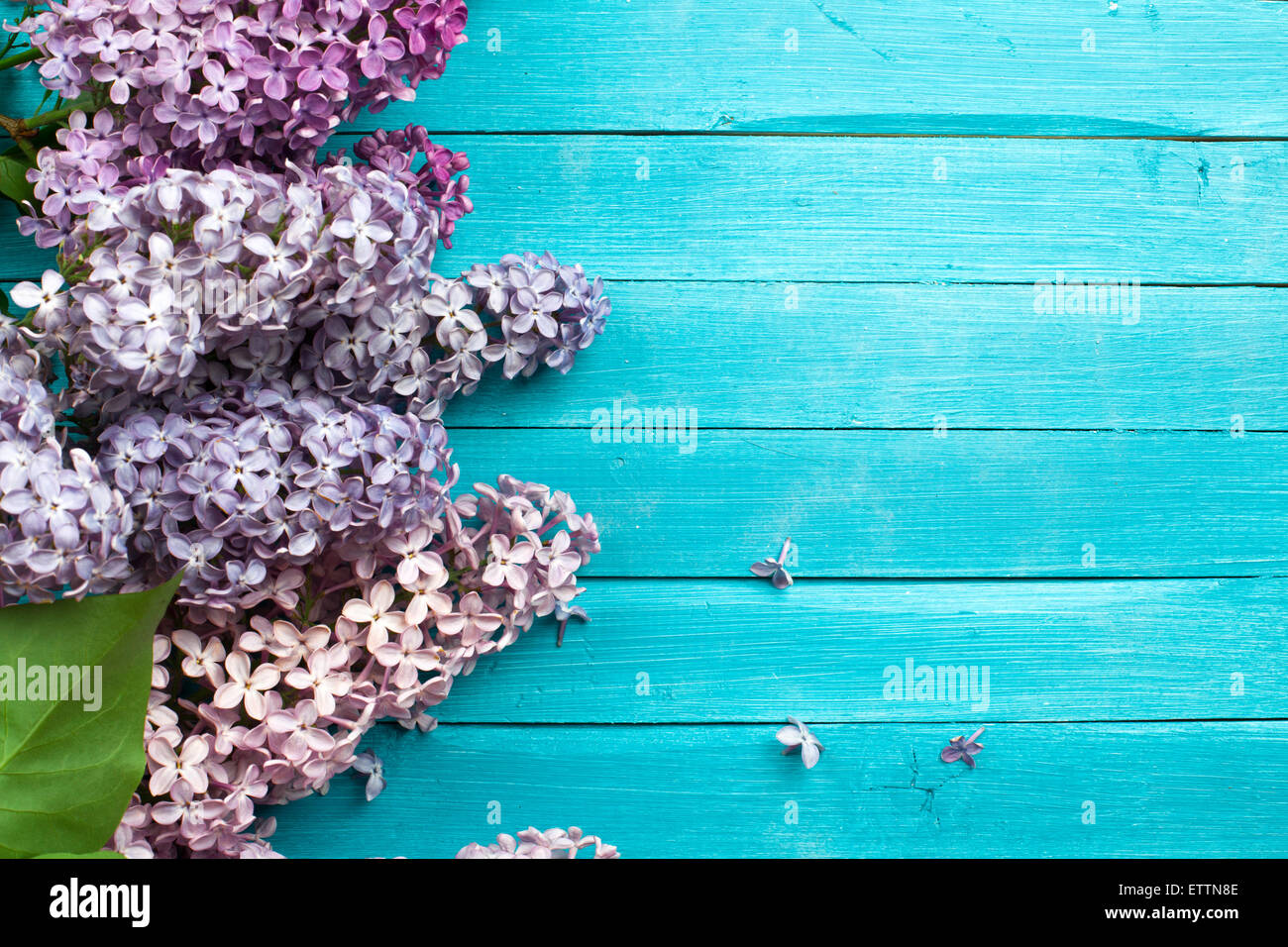 La bella lilla su una superficie in legno Foto Stock