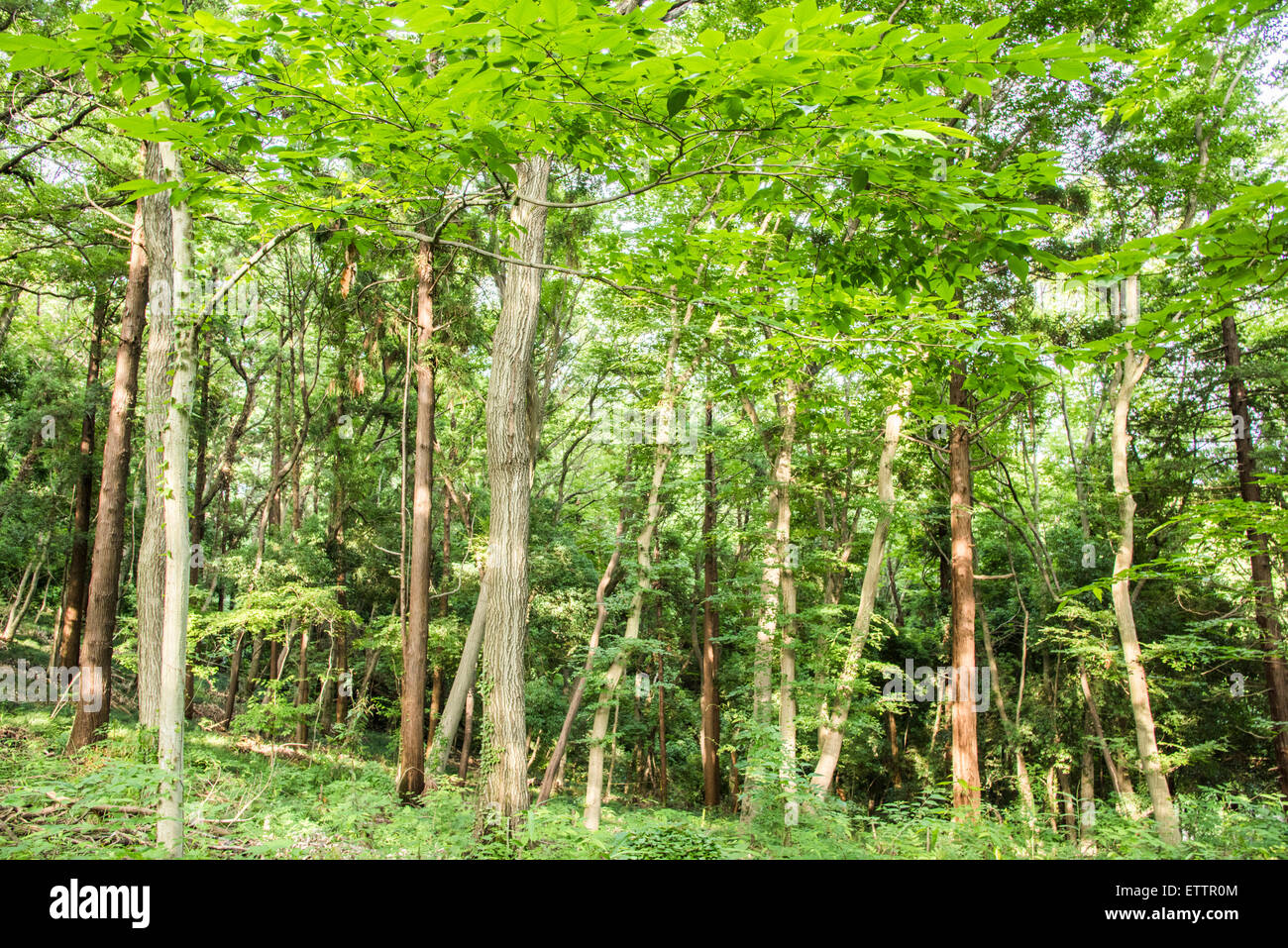 Parco Yatoyama, Zama city, nella prefettura di Kanagawa, Giappone Foto Stock