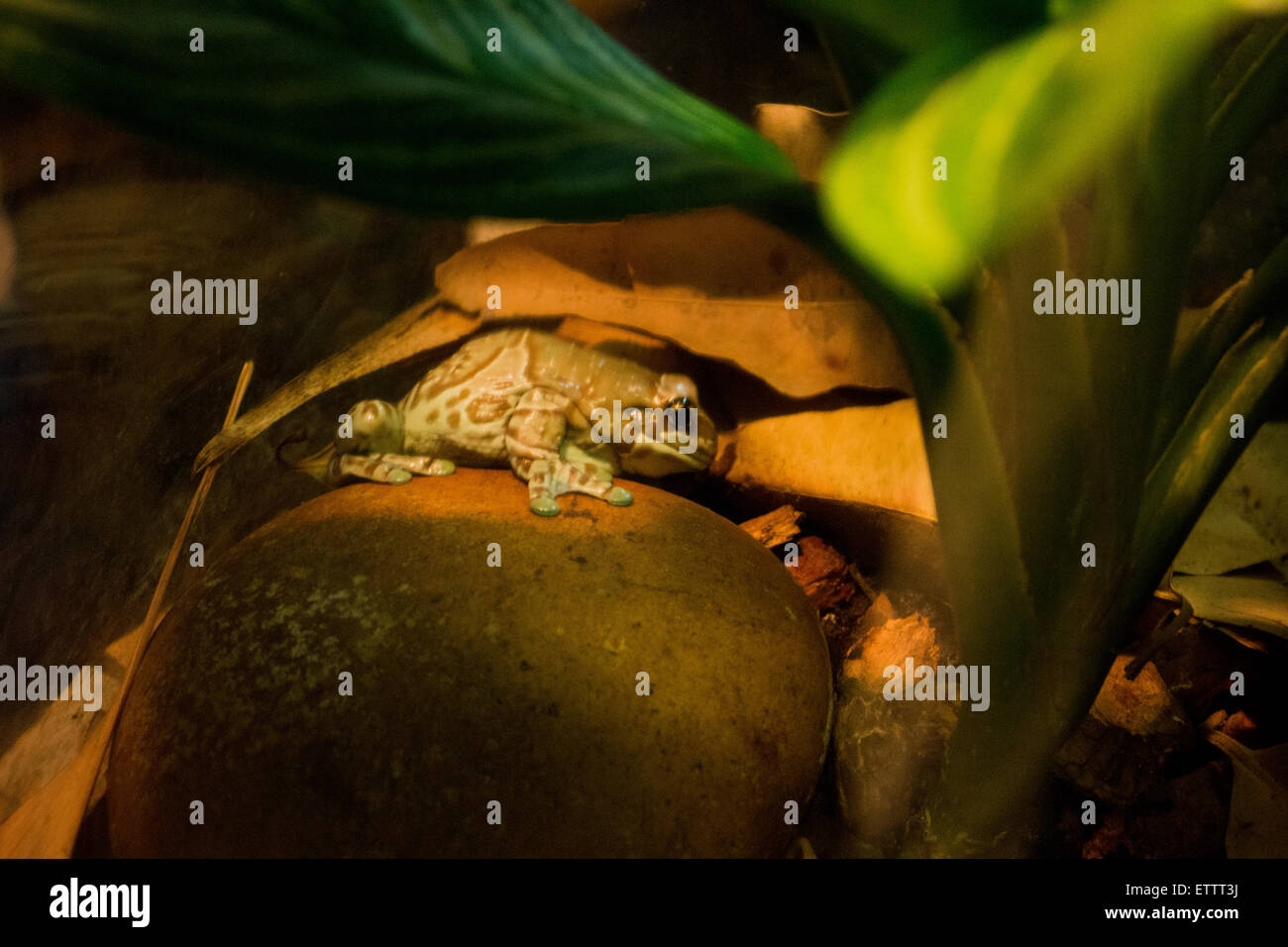 Piccola Rana marrone su una roccia Foto Stock