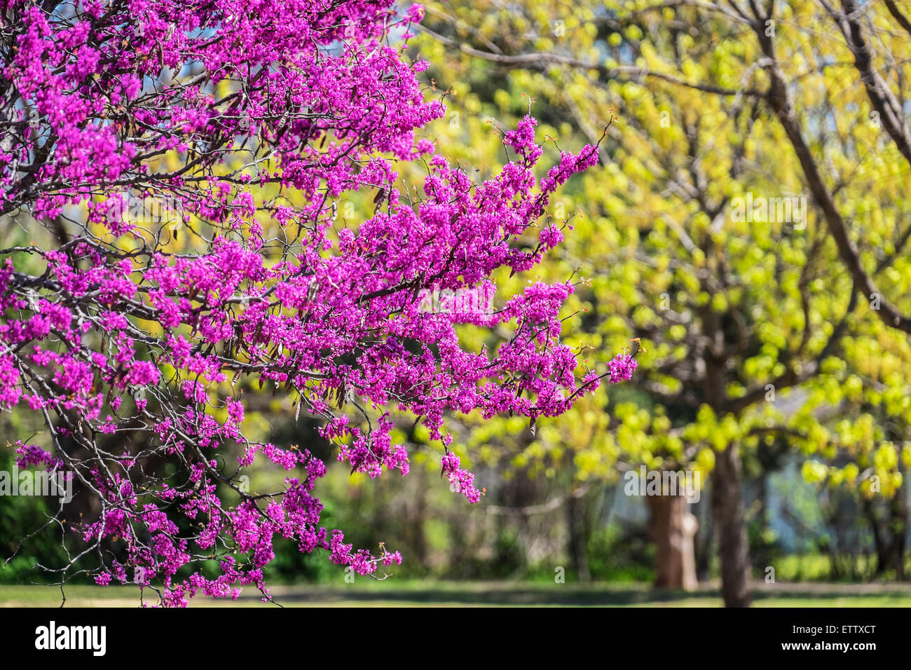Un orientale redbud tree, Cercis canadensis, in primavera fioriscono. Il redbud è Oklahoma stato dell'albero. Oklahoma City, Oklahoma, Stati Uniti d'America. Foto Stock