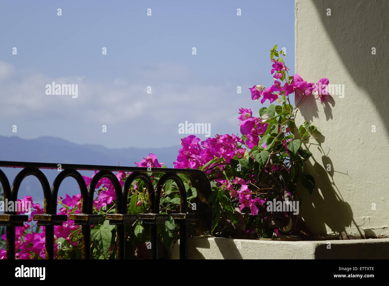 Il Bougainvillea fuori le finestre del balcone, ferro battuto recinzione, Velas Vallarta Foto Stock