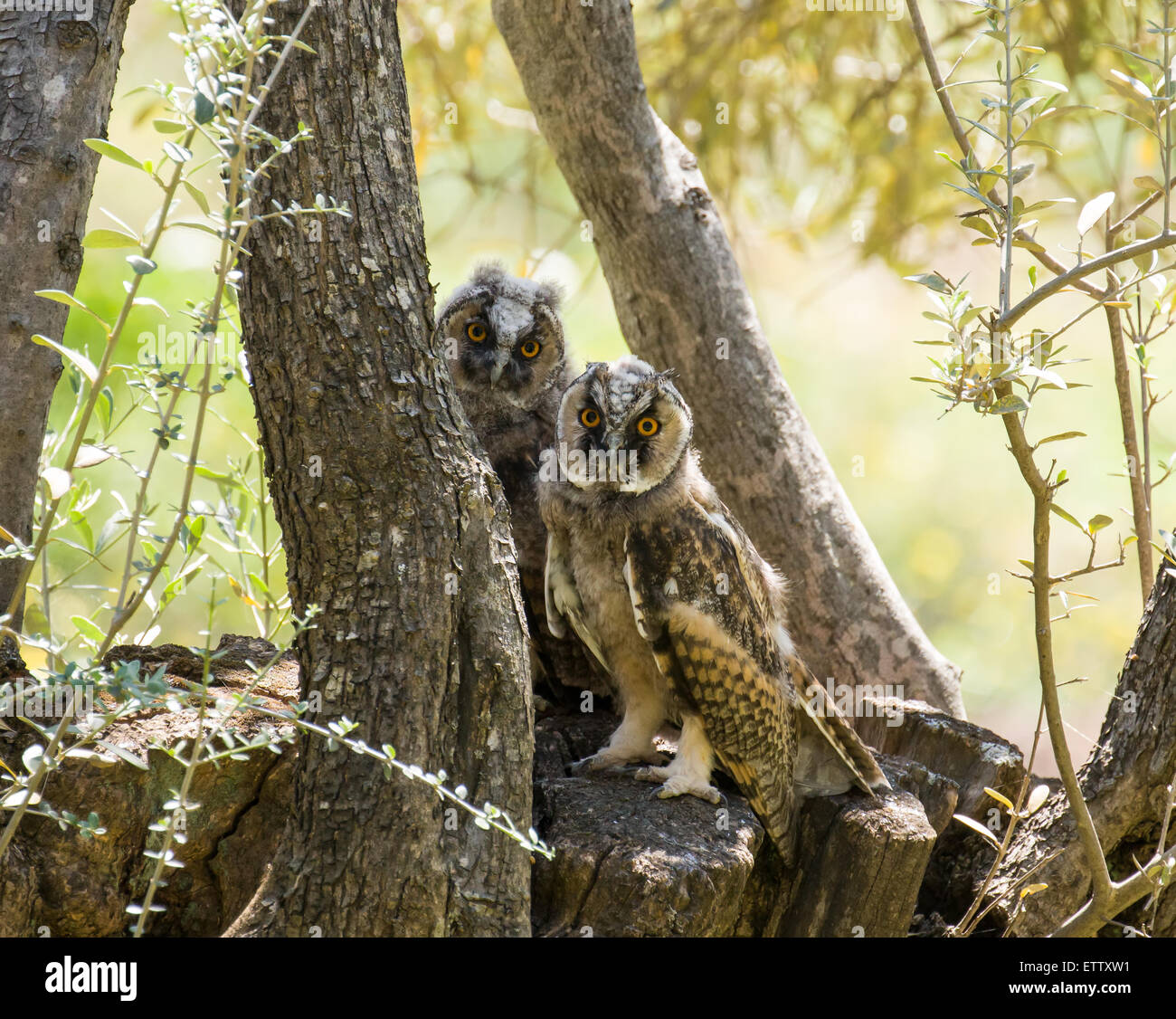 Due lunghe orecchie Owlets sbirciando da albero Foto Stock