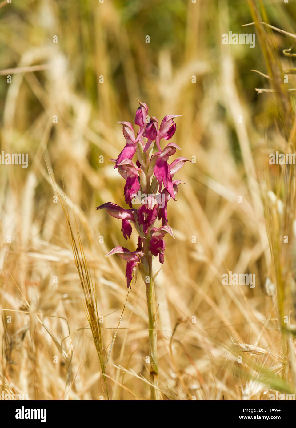 Santo Orchid su Lesbo Foto Stock