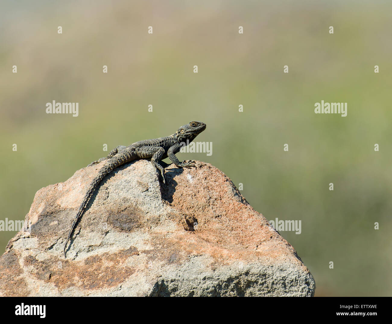 Starred Agama Lizard crogiolarsi sulla roccia Foto Stock
