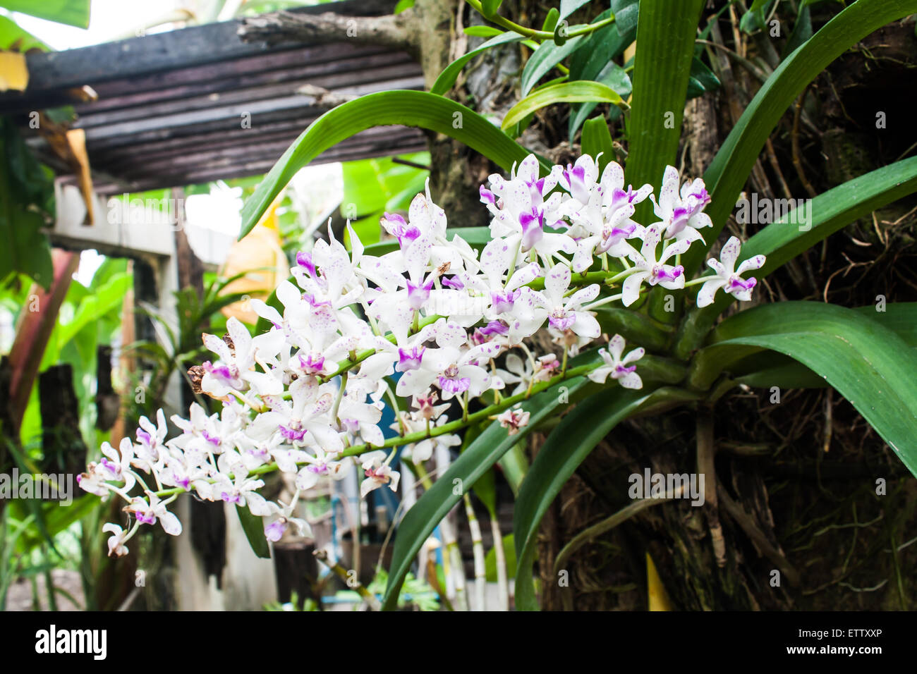 Bellissime orchidee, Rhynchostylis sp. In fiore nel giardino Foto Stock