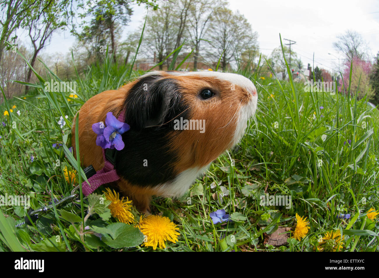 Guinea pig Foto Stock