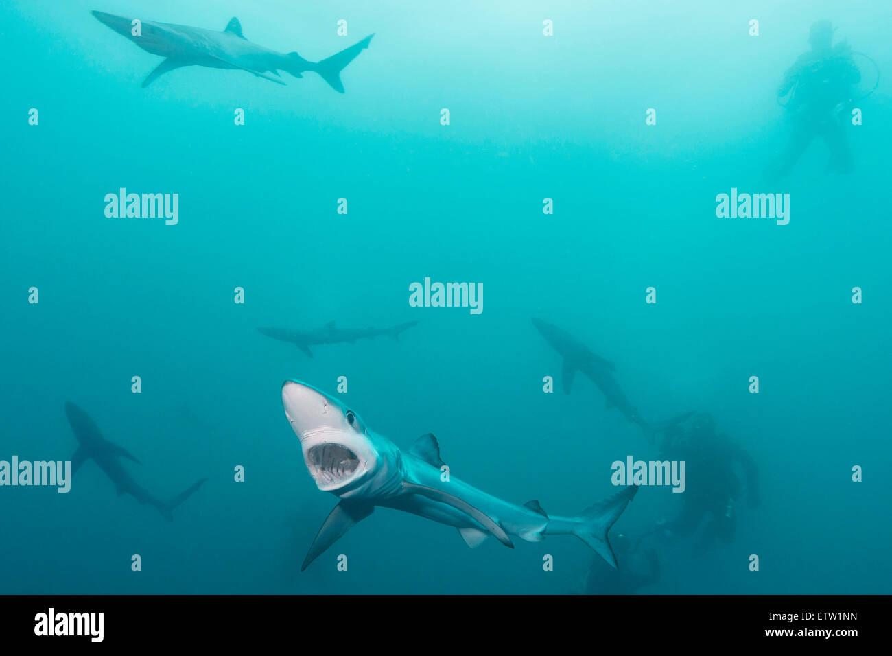 Sud Africa, Blue Sharks, Prionace glauca e subacquei Foto Stock